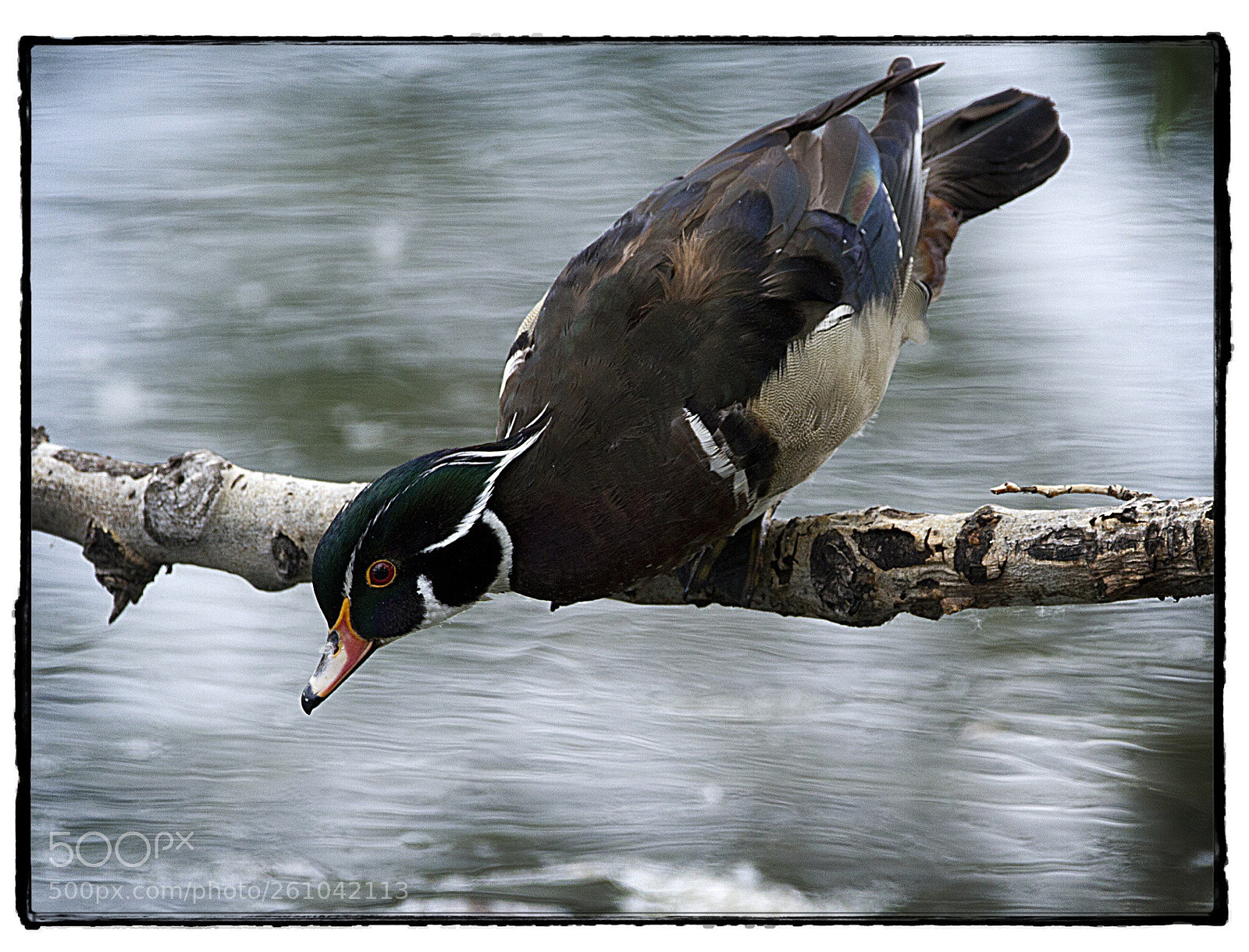 Canon EOS 7D sample photo. Wood duck jumping down. photography