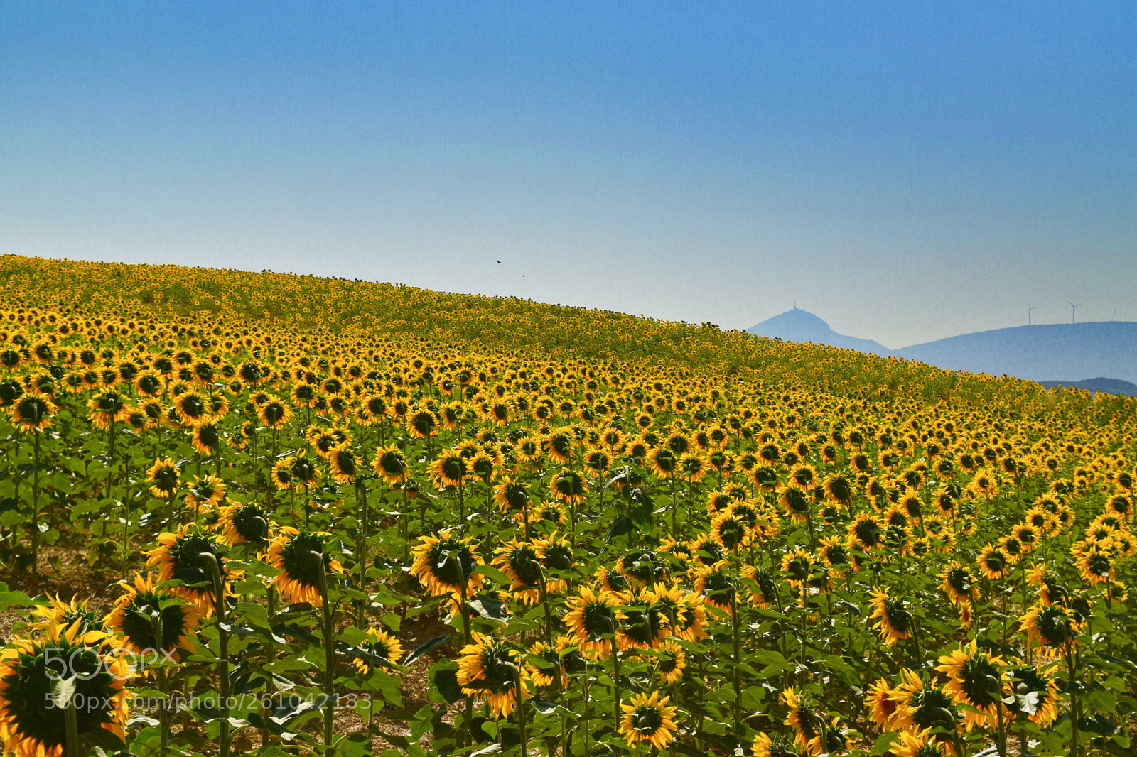 Nikon D5300 sample photo. Girasoles photography