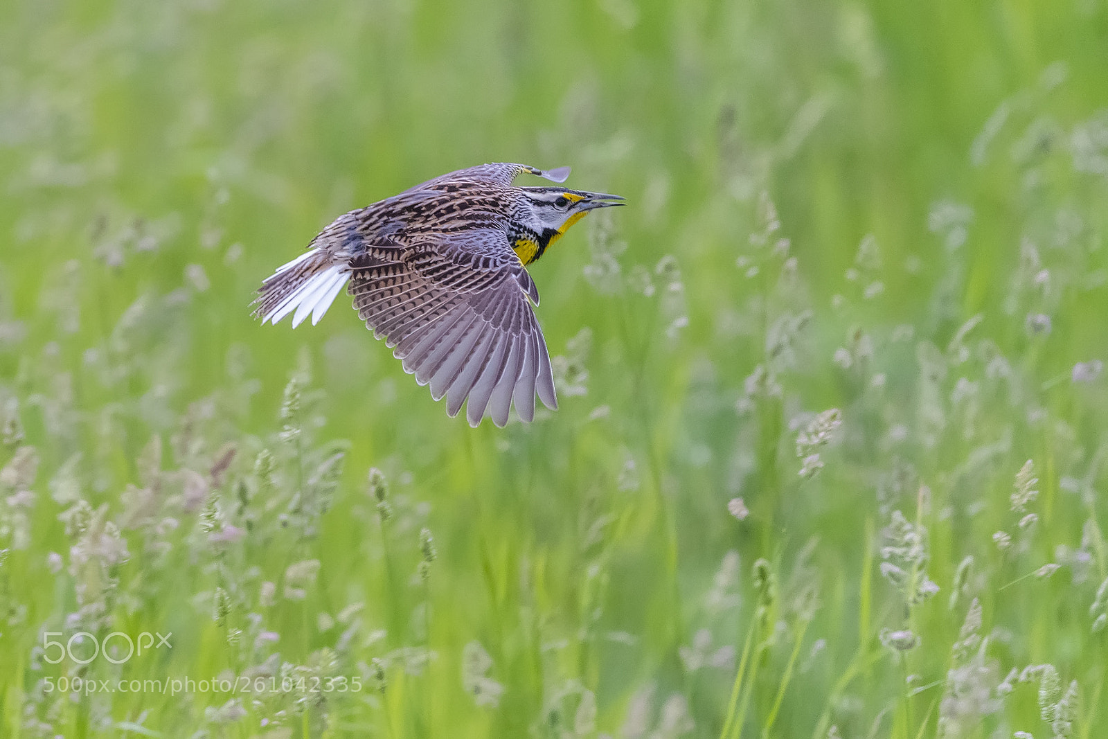 Nikon D850 sample photo. Eastern meadowlark photography