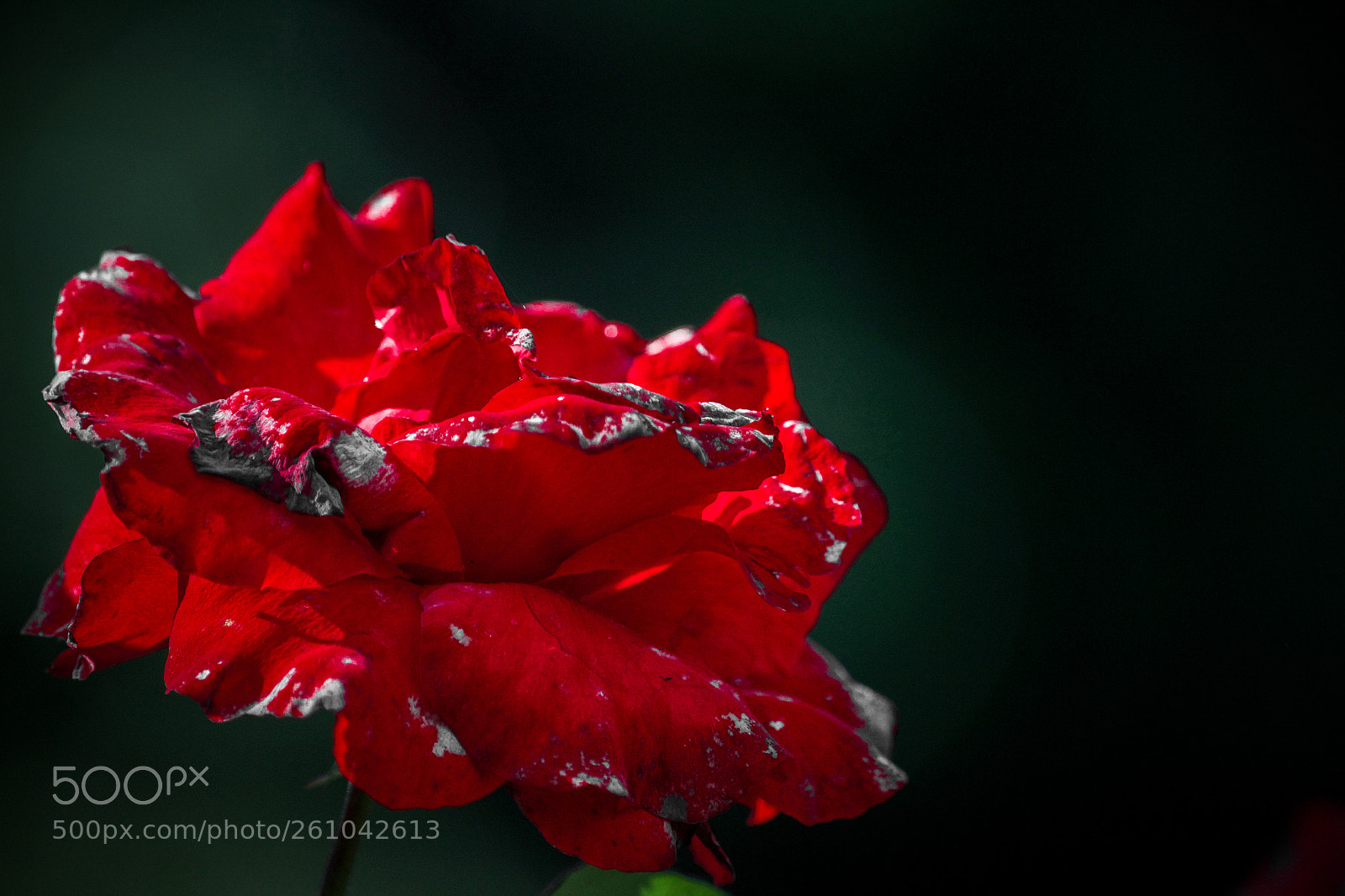 Nikon D3100 sample photo. Frail rose photography