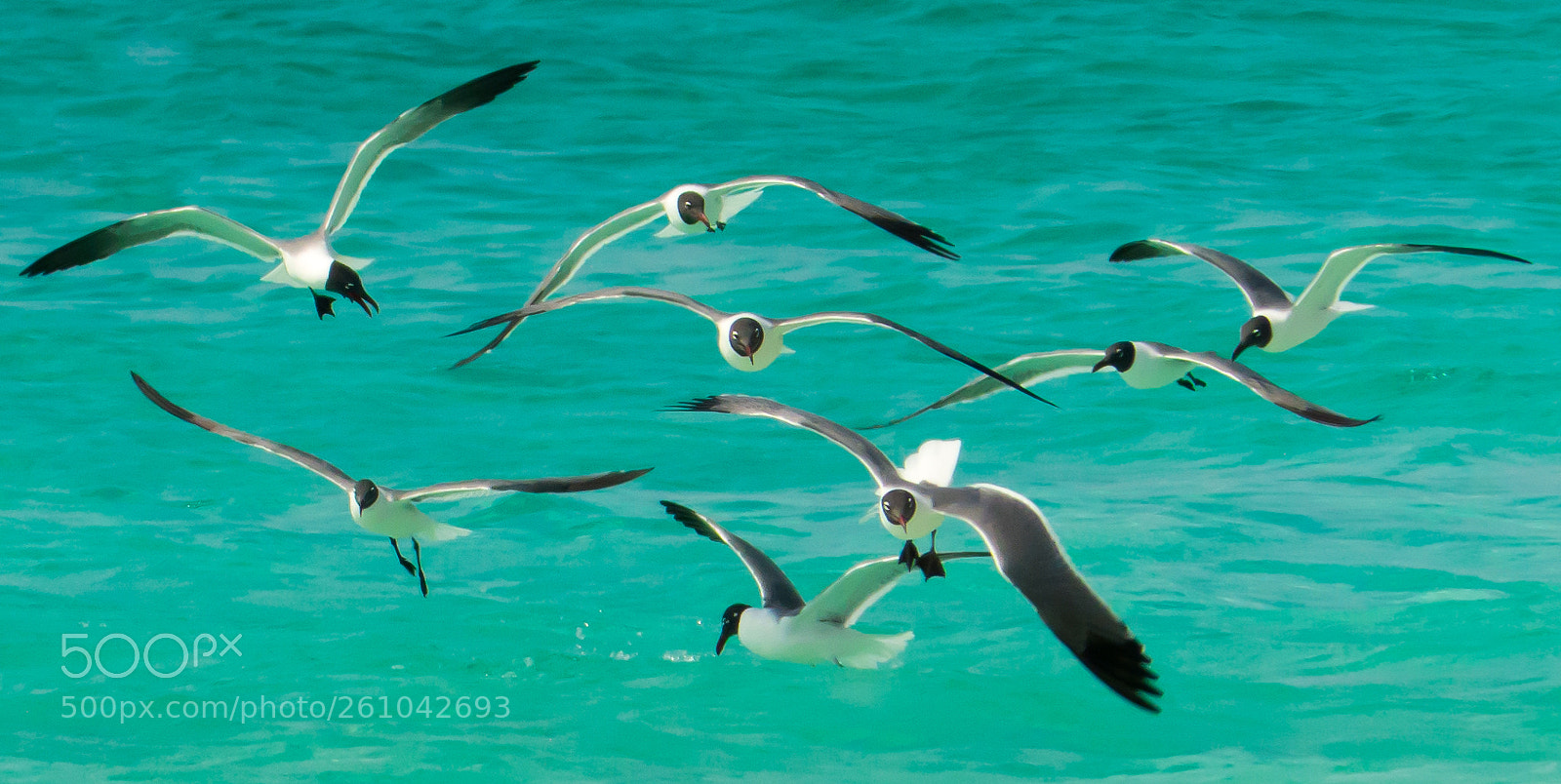 Panasonic Lumix DMC-FZ200 sample photo. T&c blackheadedgulls photography