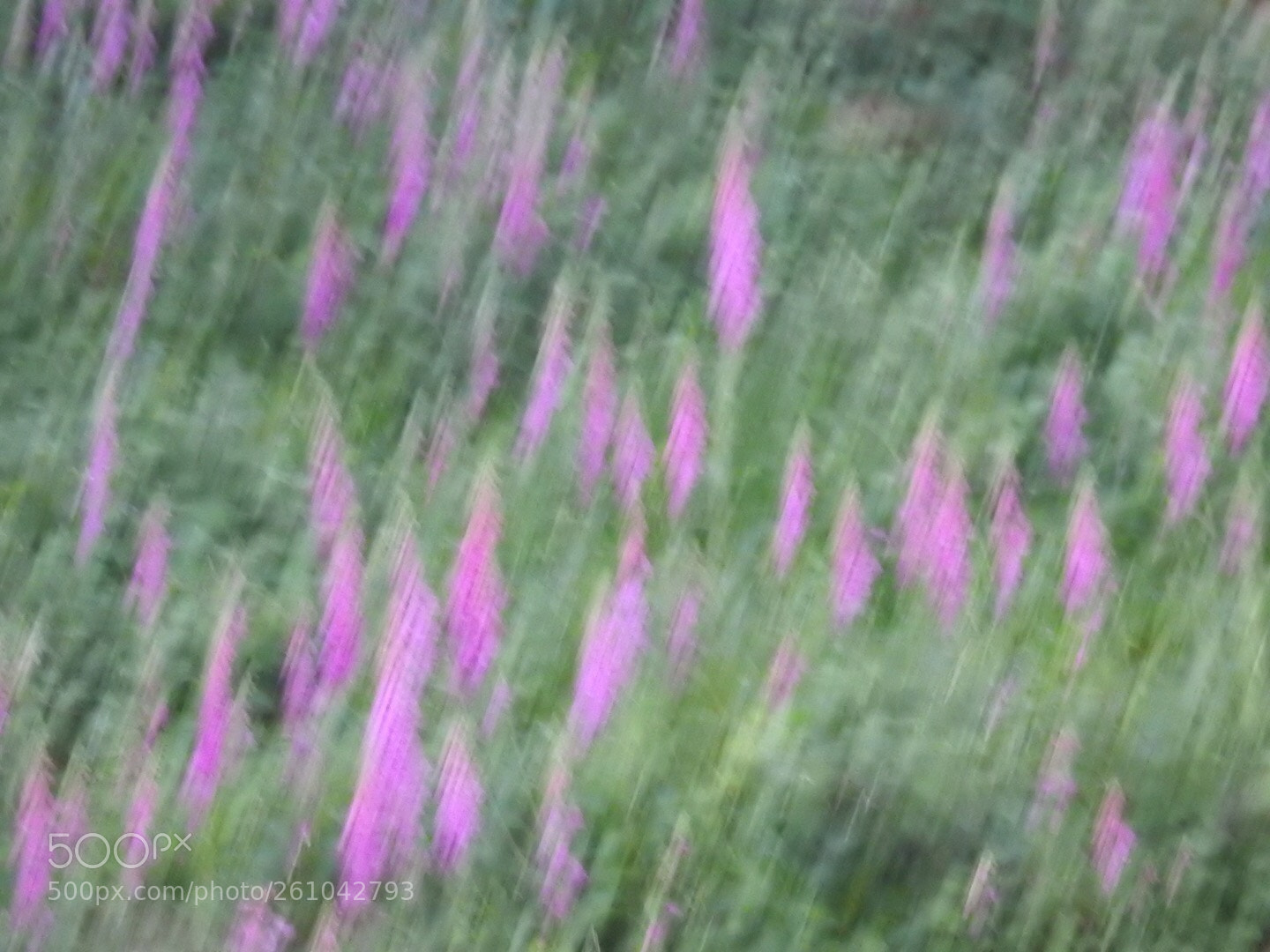 Nikon Coolpix P900 sample photo. Foxglove  photography