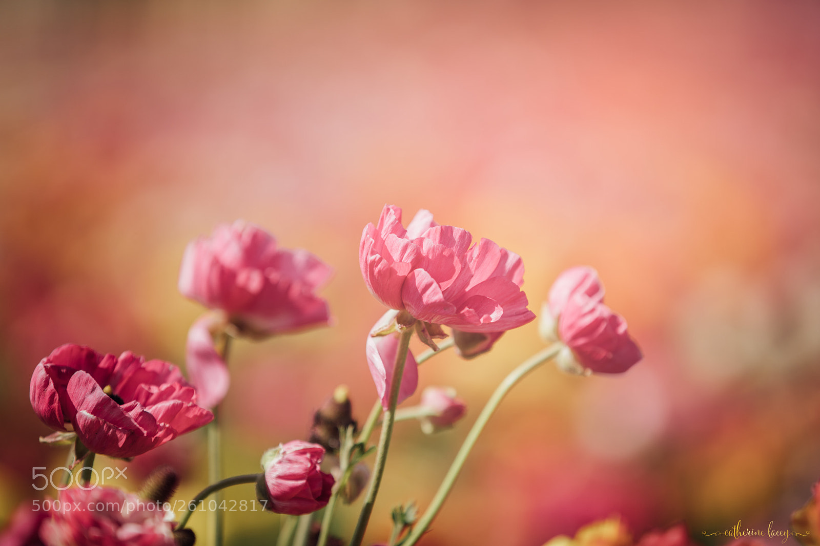 Canon EOS 5D Mark IV sample photo. Sunlight photography