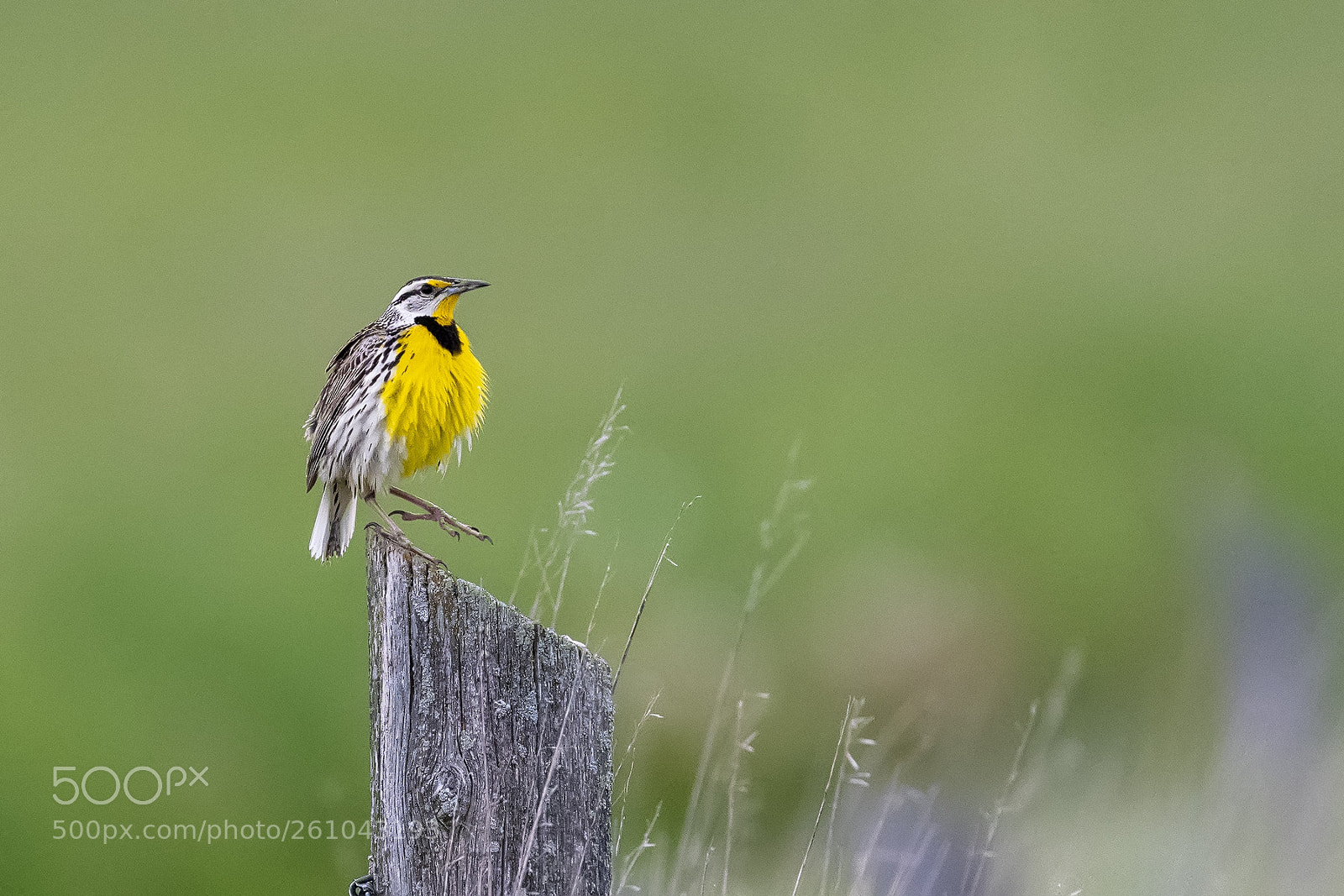 Nikon D850 sample photo. Eastern meadowlark dance photography