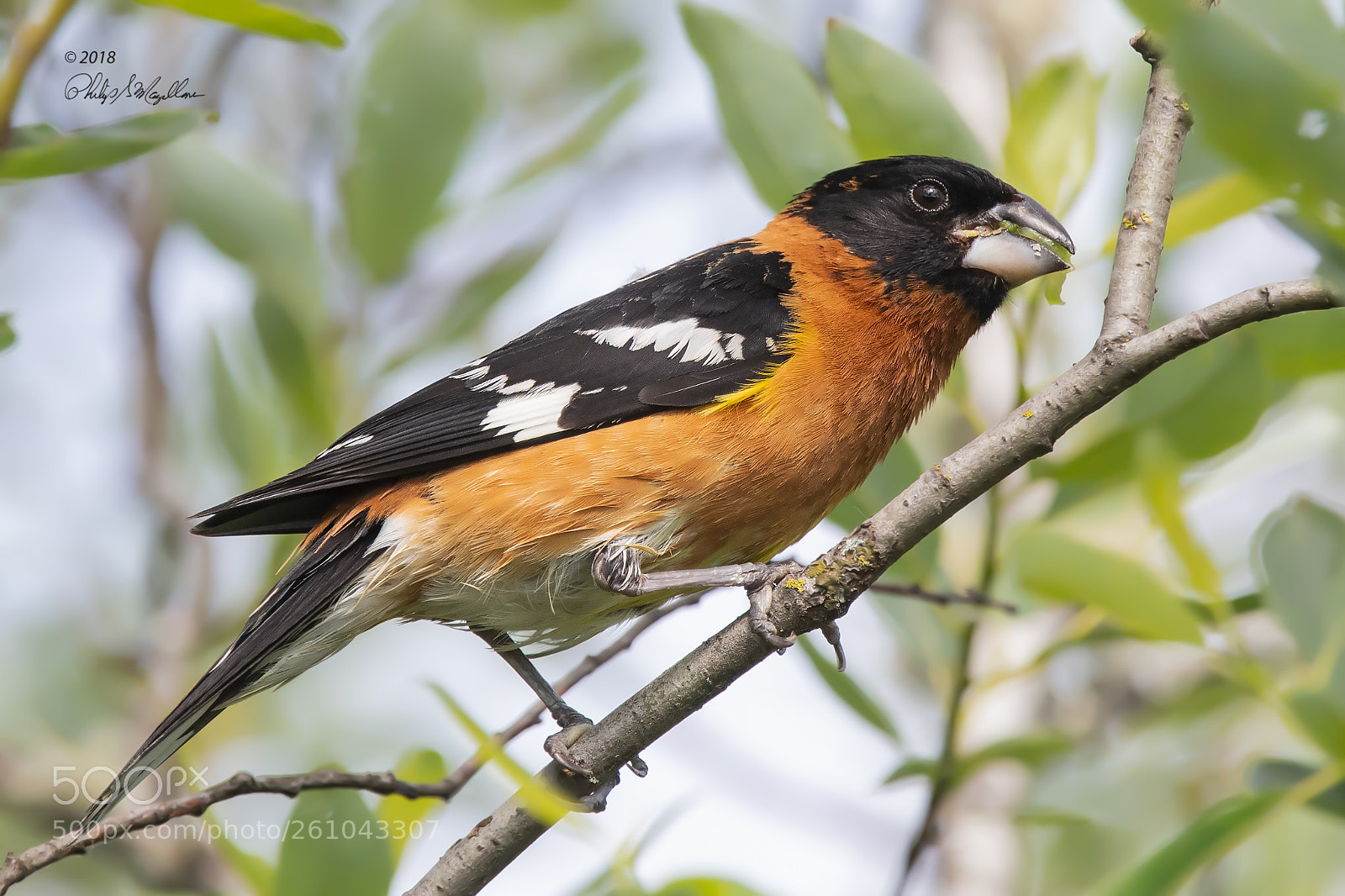 Nikon D500 sample photo. Black headed grosbeak photography
