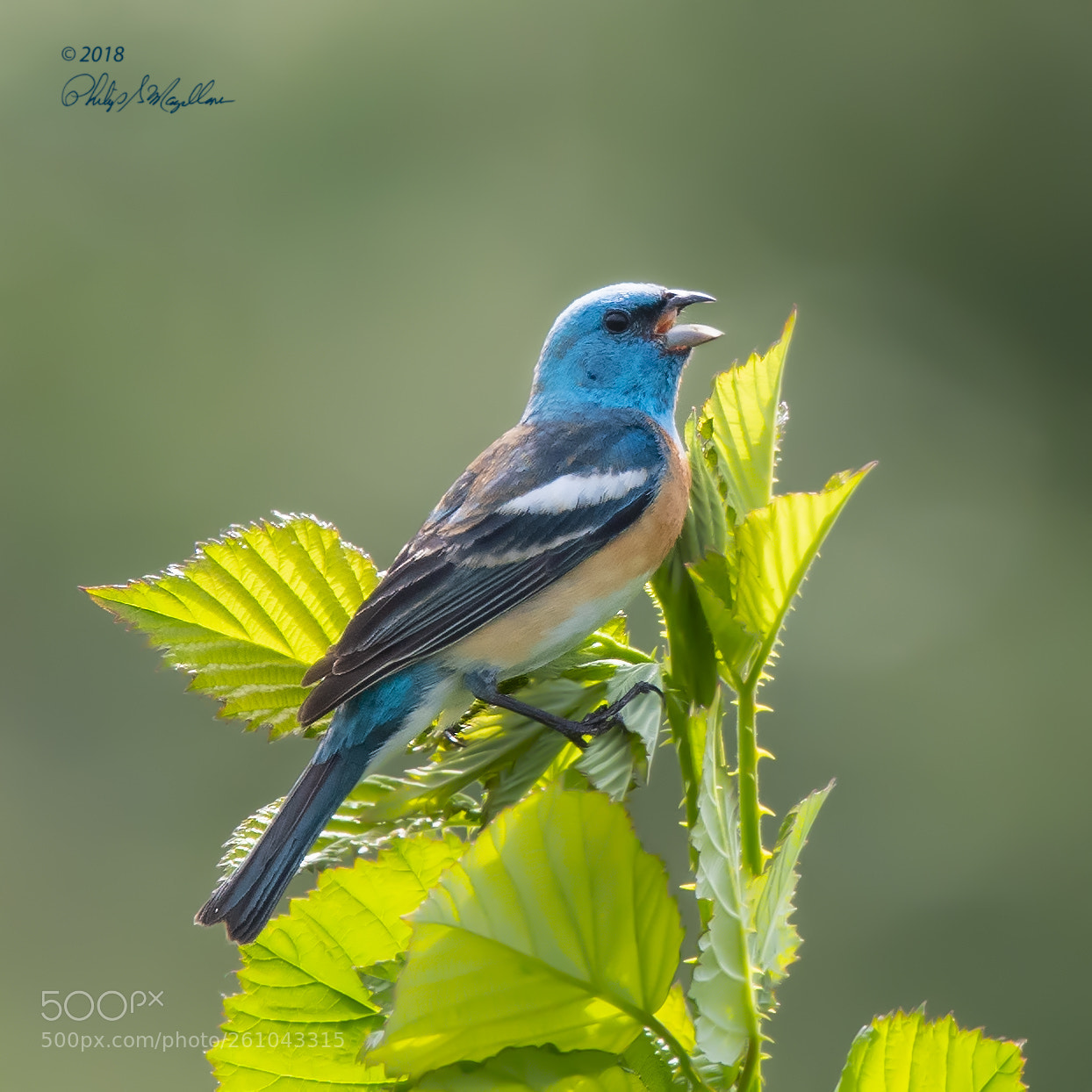 Nikon D500 sample photo. Lazuli bunting photography