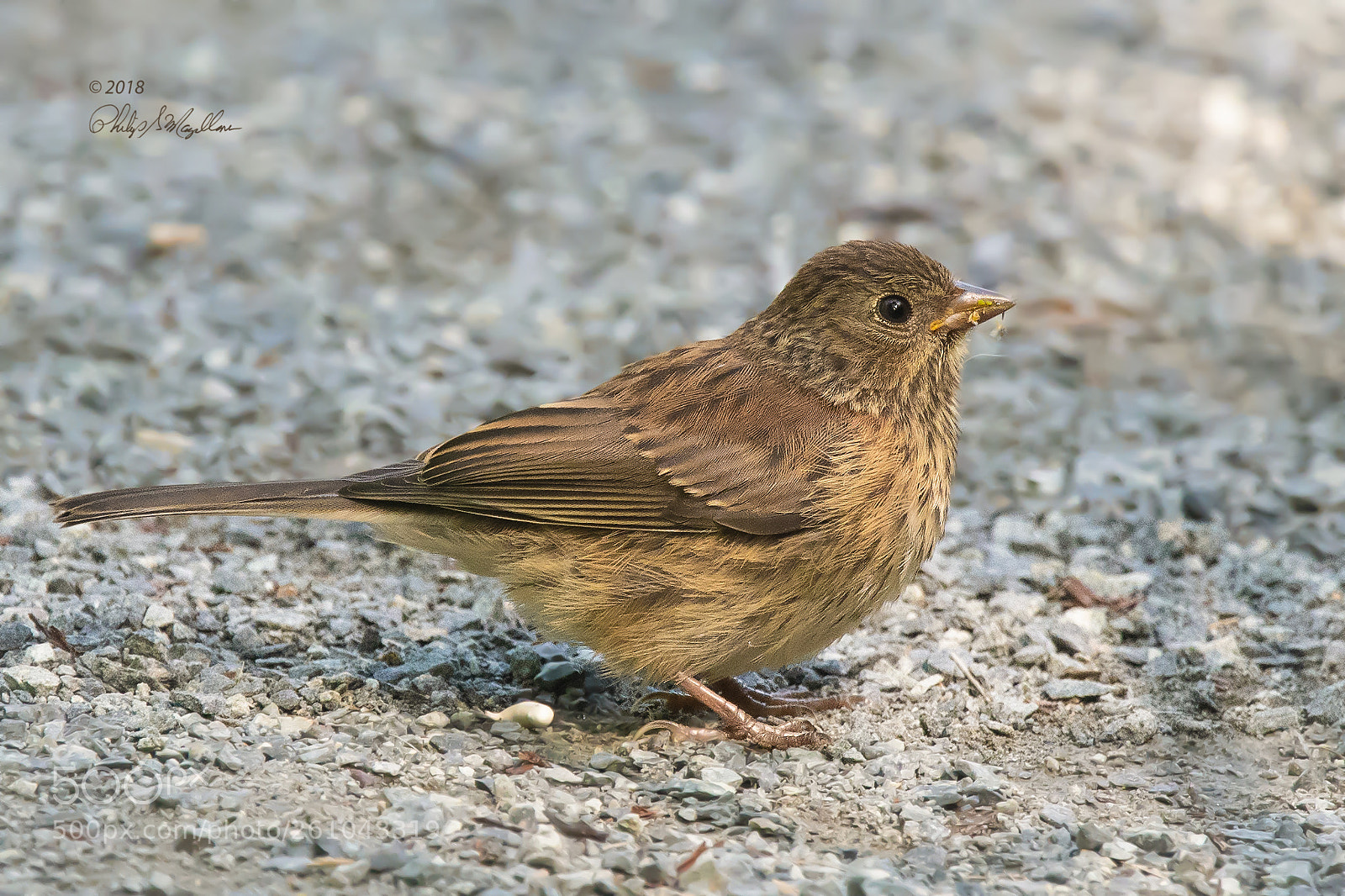 Nikon D500 sample photo. Dark eyed junco immature photography
