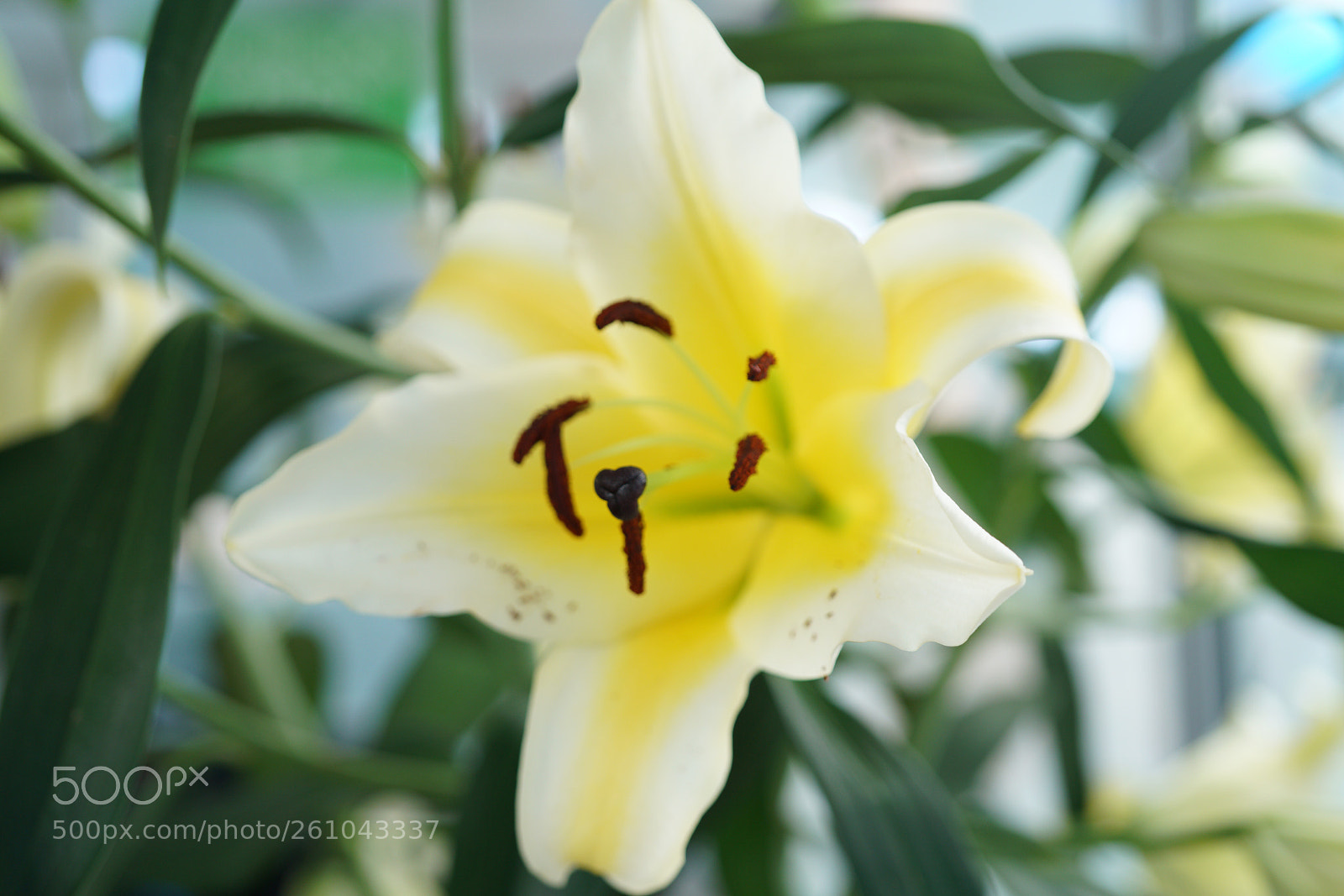 Sony a7R II sample photo. Untitled photography