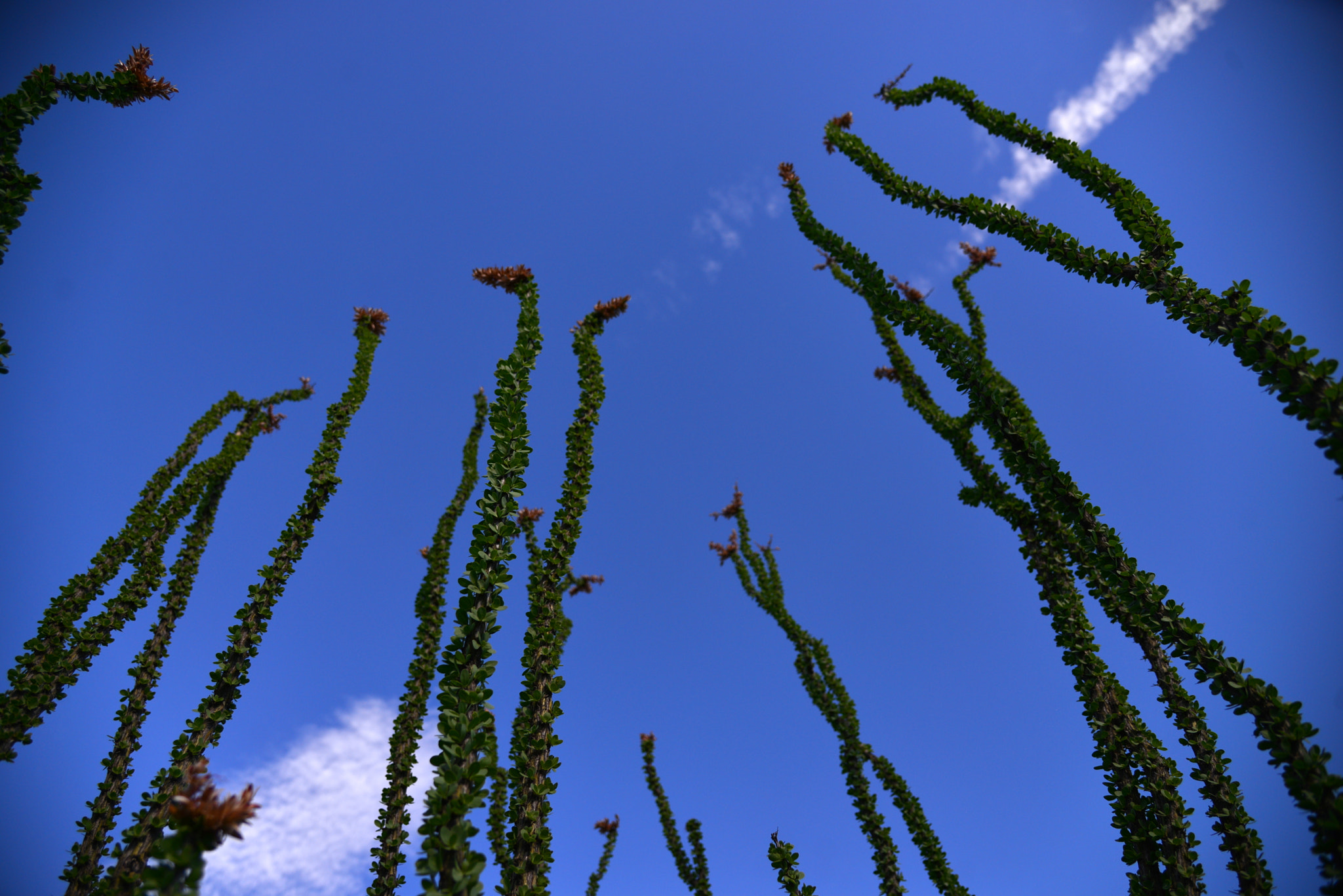 Nikon AF-S Nikkor 24-120mm F4G ED VR sample photo. Ocotillo photography