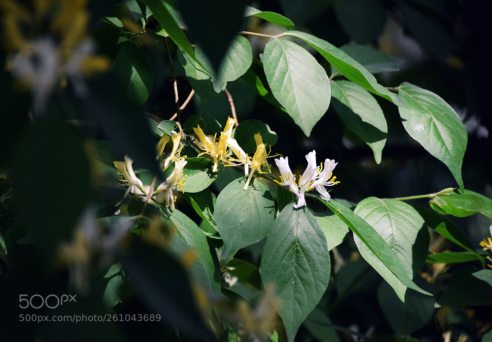 Nikon D5300 sample photo. 金银木 photography