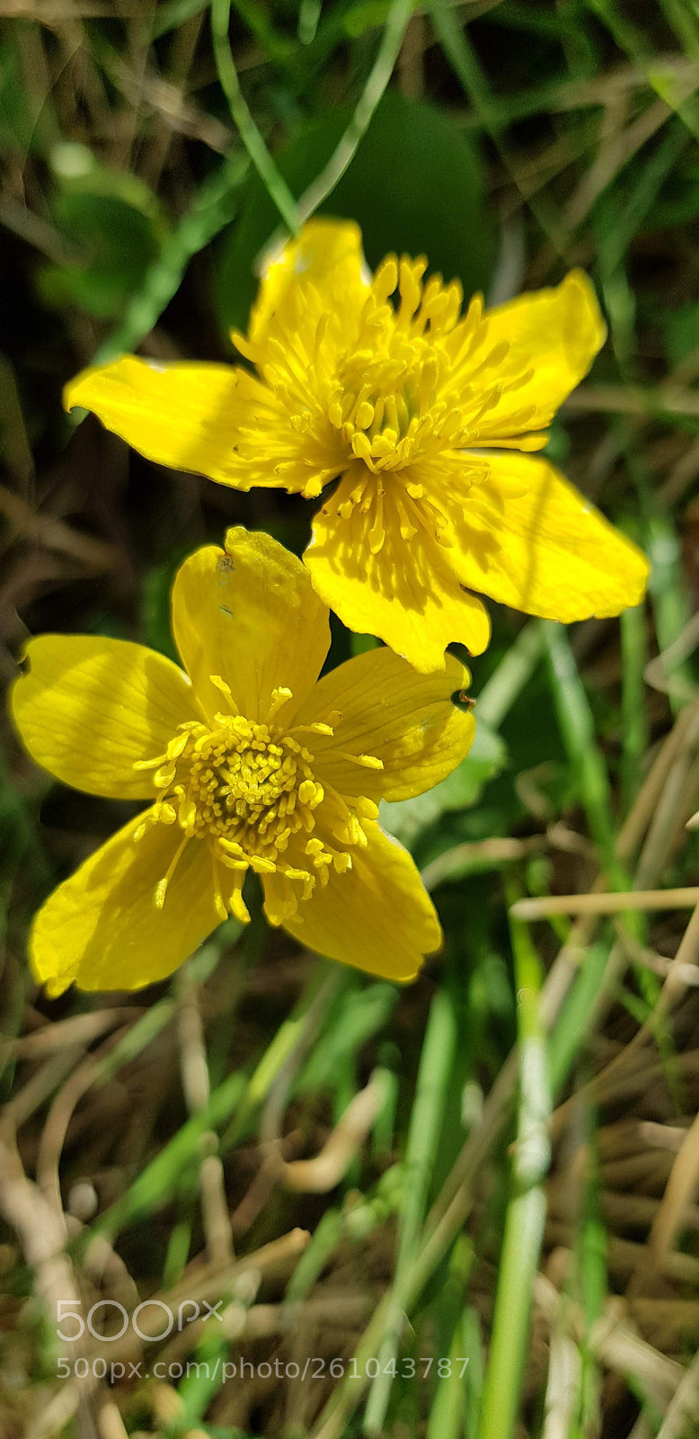Samsung Galaxy S8 sample photo. Wild yellow photography