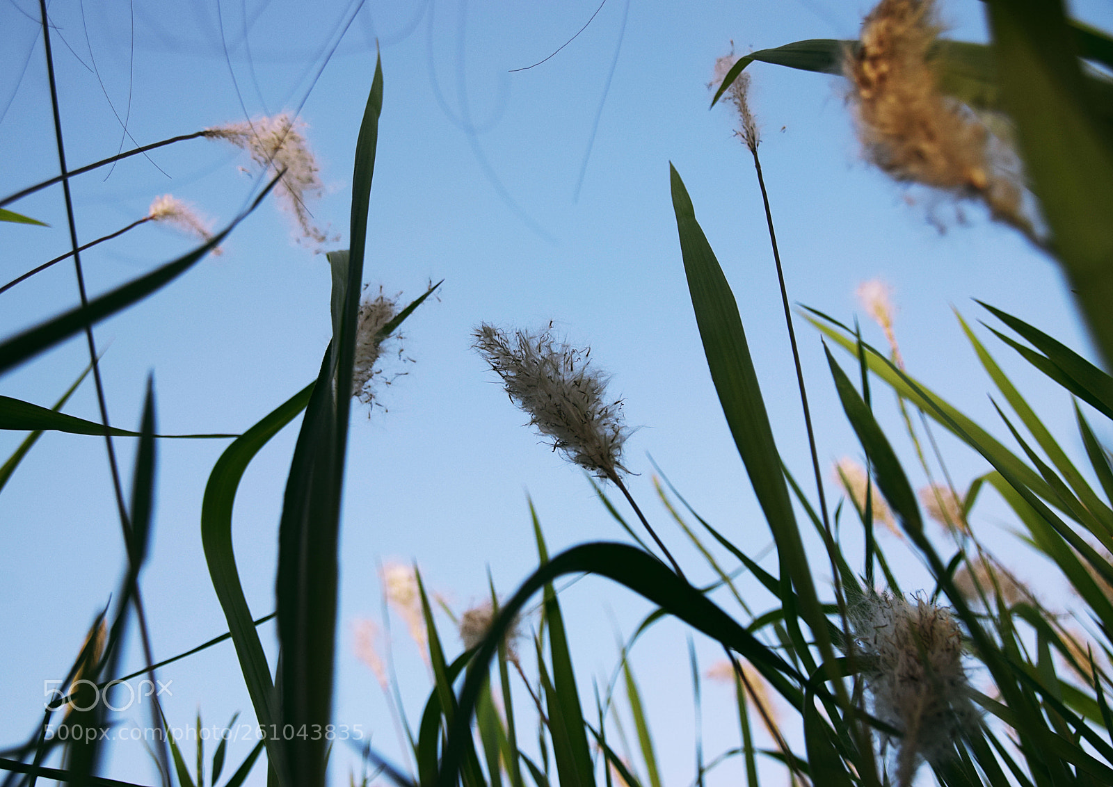 Nikon D5300 sample photo. 植物 photography