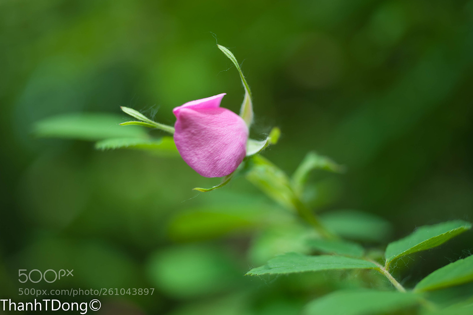 Nikon D700 sample photo. Wild rose photography