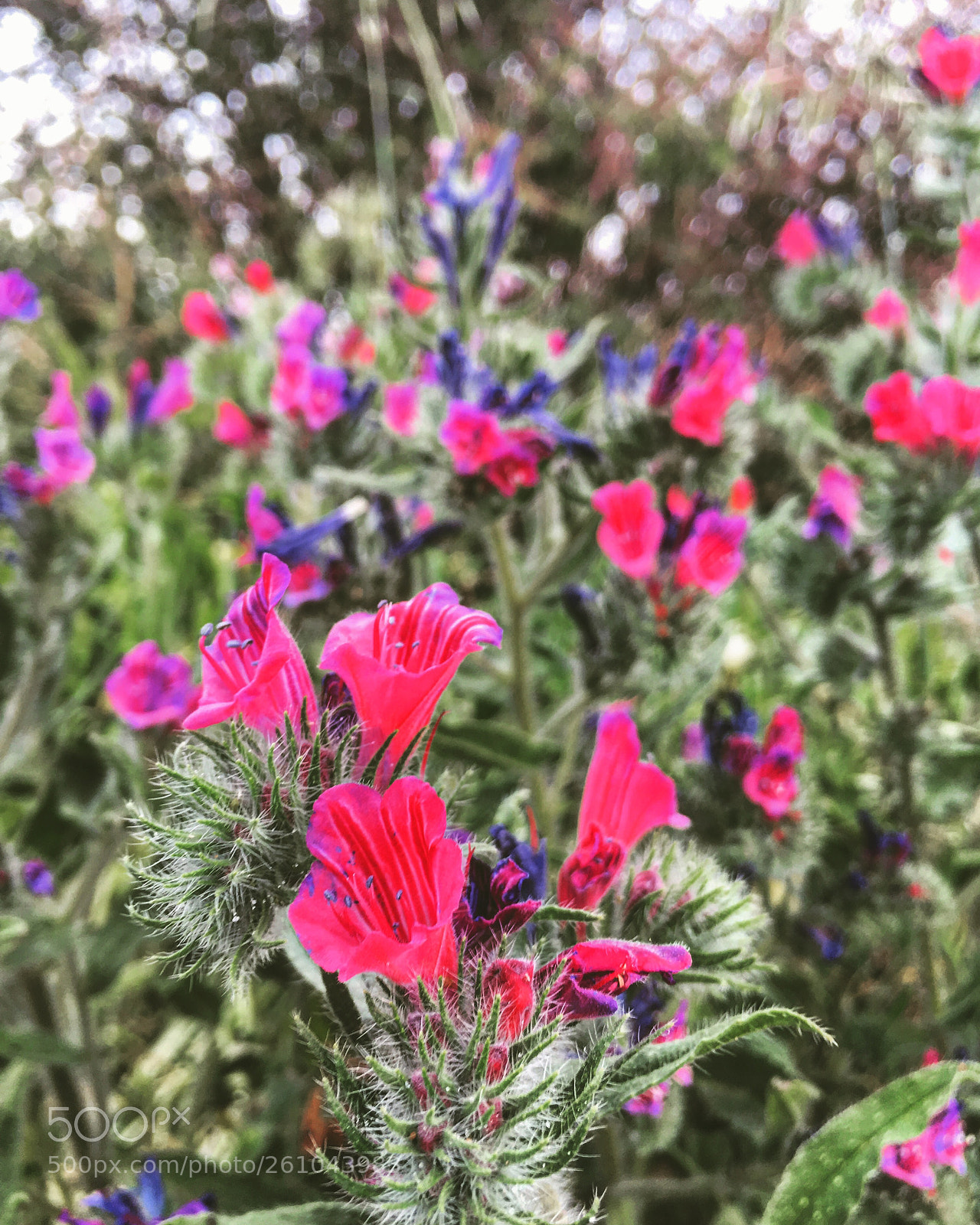 Apple iPhone 6s Plus sample photo. Untitled photography