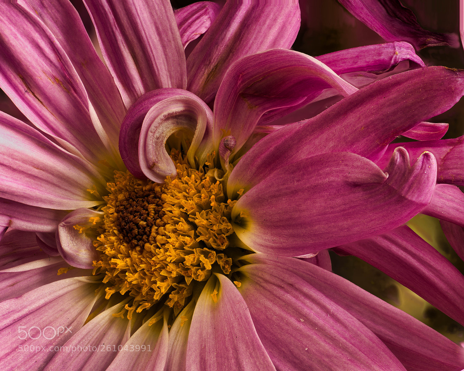 Nikon D750 sample photo. Fl-0032.jpg photography