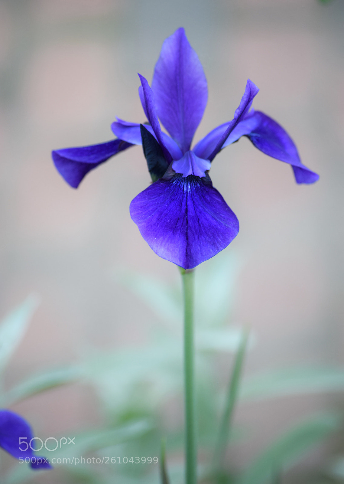 Nikon D3300 sample photo. Summer flower photography