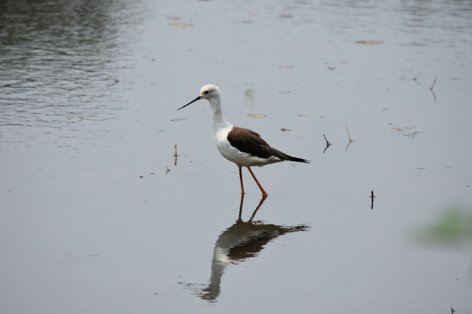 Nikon D3400 sample photo