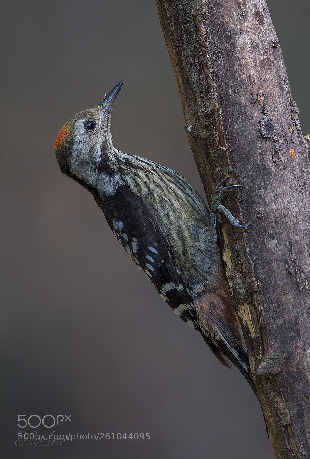 Canon EOS-1D X sample photo. Brown fronted woodpecker photography