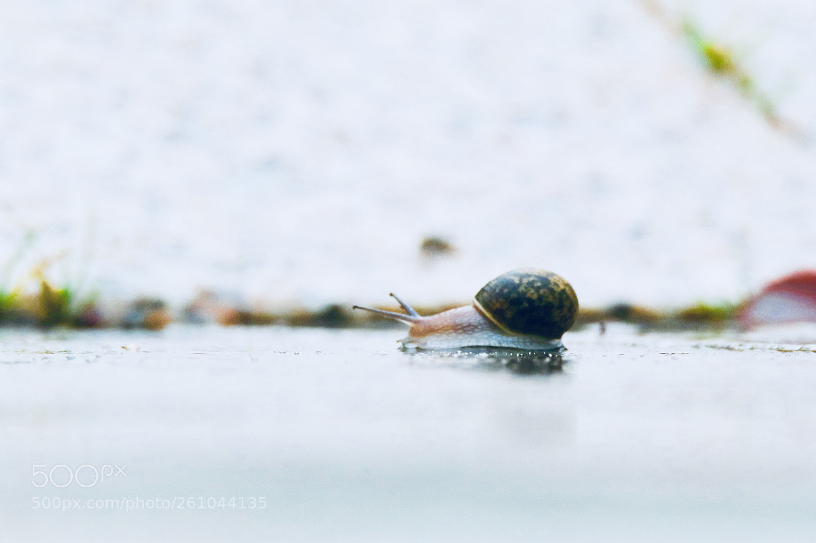 Canon EOS 80D sample photo. A snail in the photography