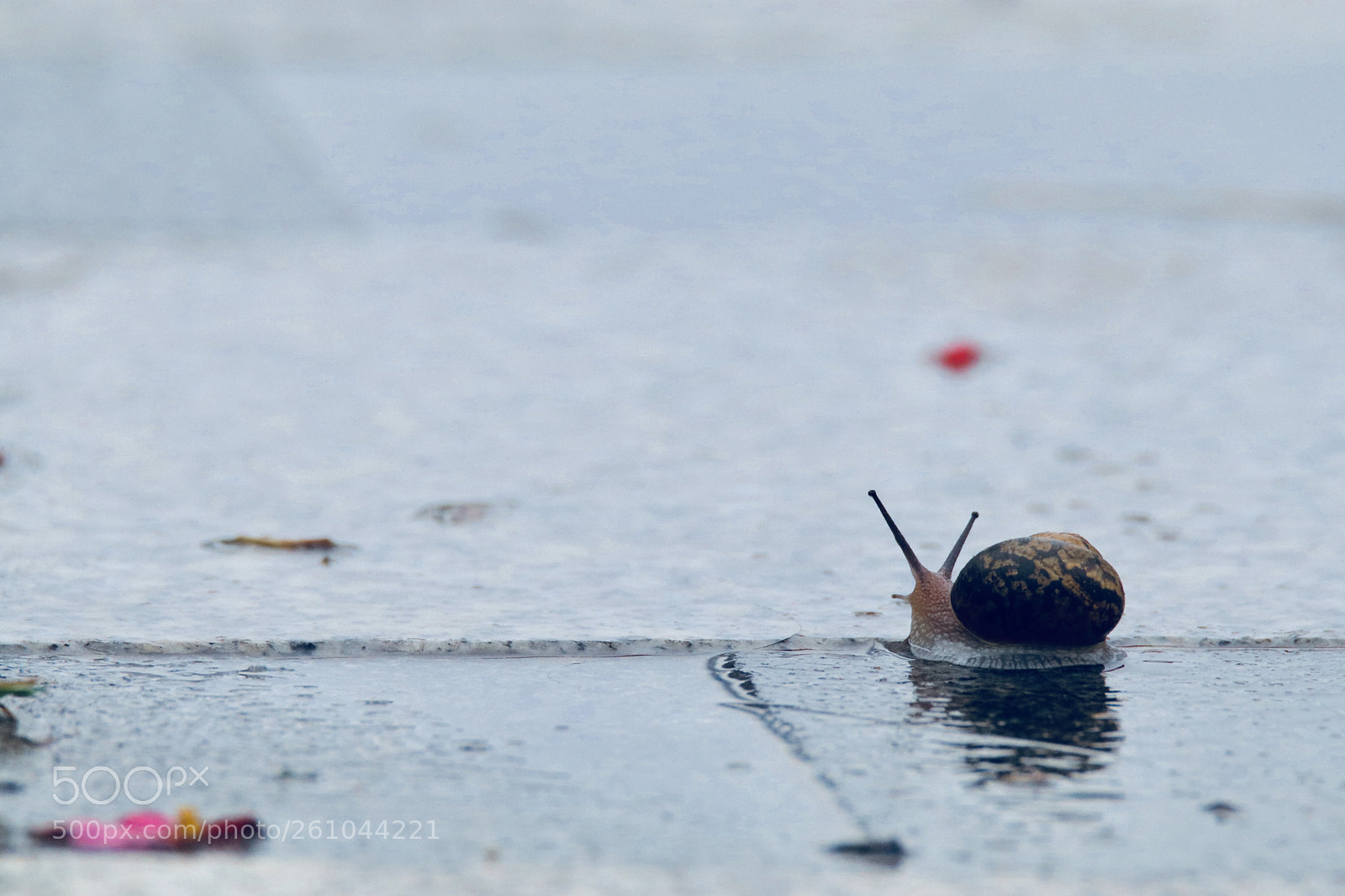Canon EOS 80D sample photo. 探索a snail explored photography