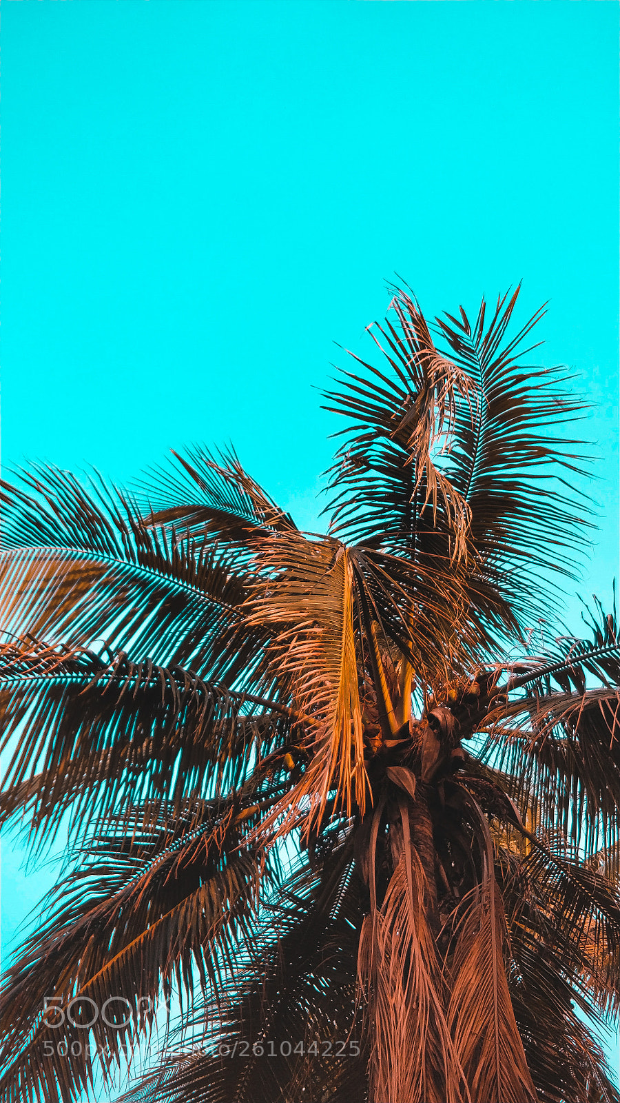 OnePlus 5 sample photo. Palmday photography