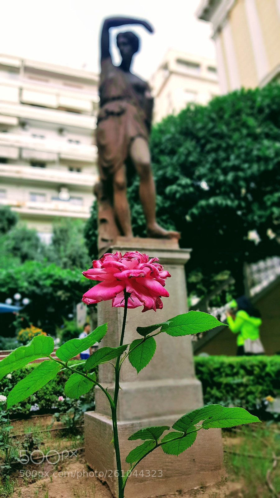 Samsung GALAXY S6 edge sample photo. A beautiful rose photography
