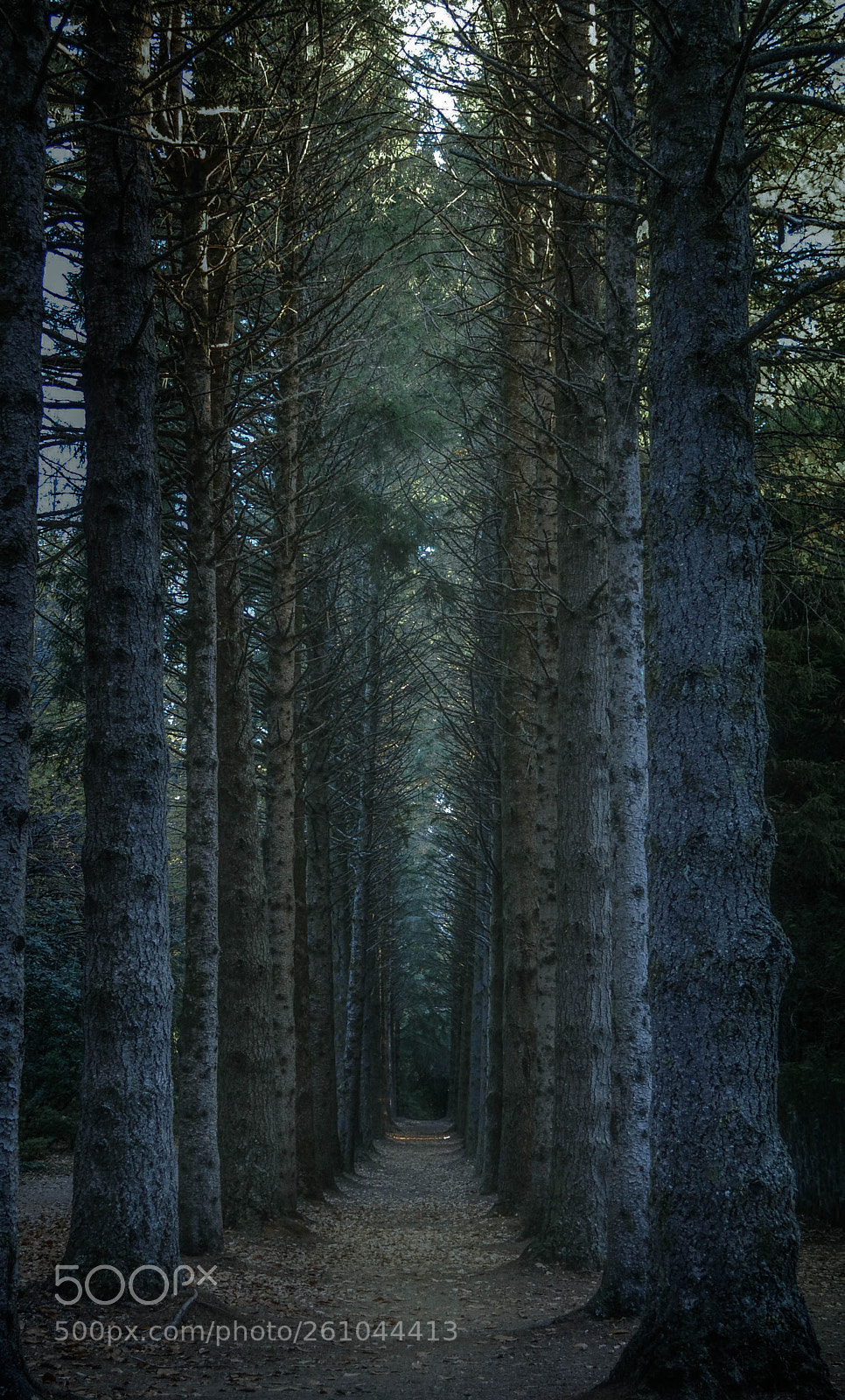 Nikon D3100 sample photo. Avenue of pines photography