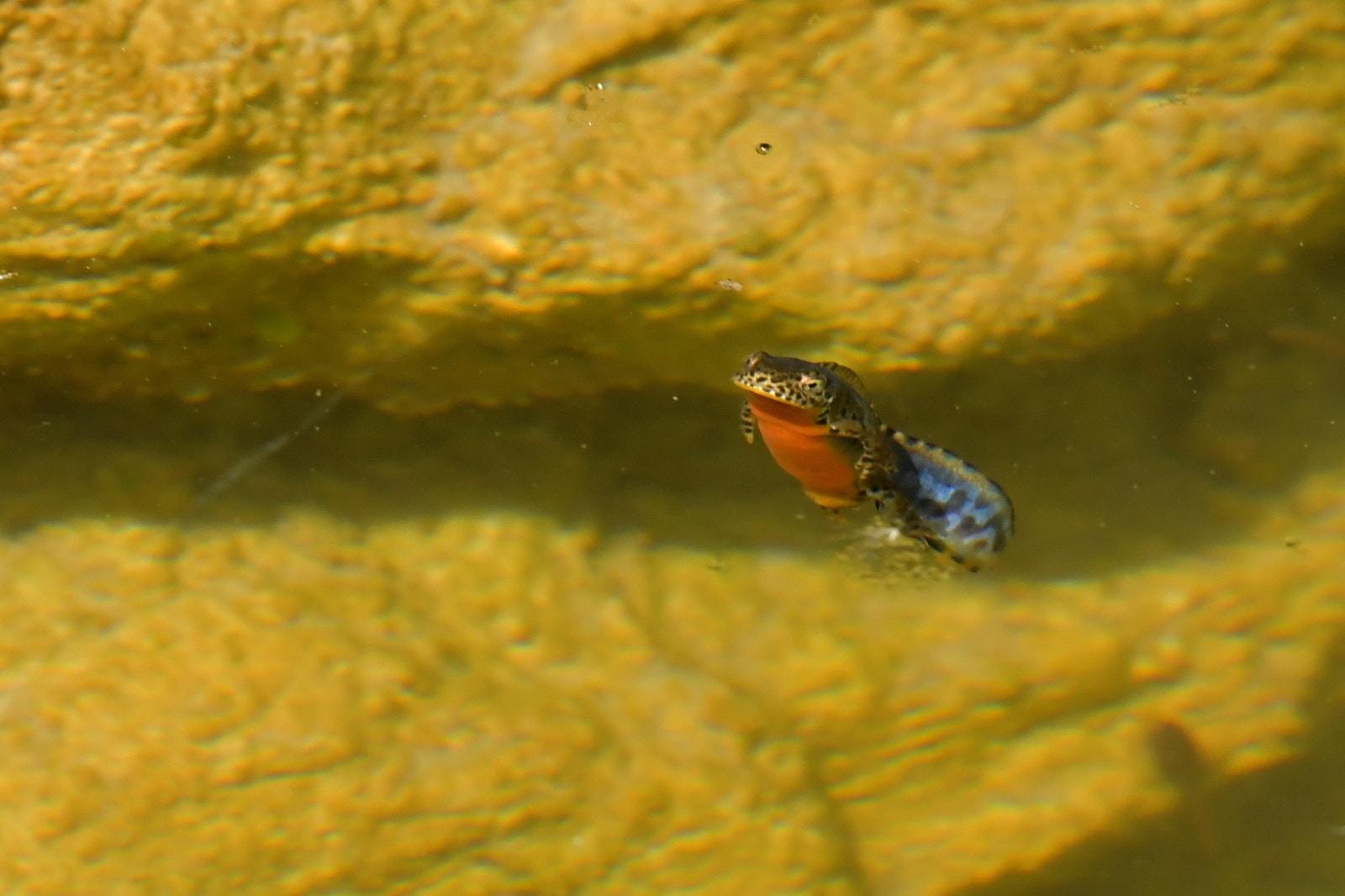 Sigma 150-600mm F5-6.3 DG OS HSM | S sample photo. Triton alpestre photography