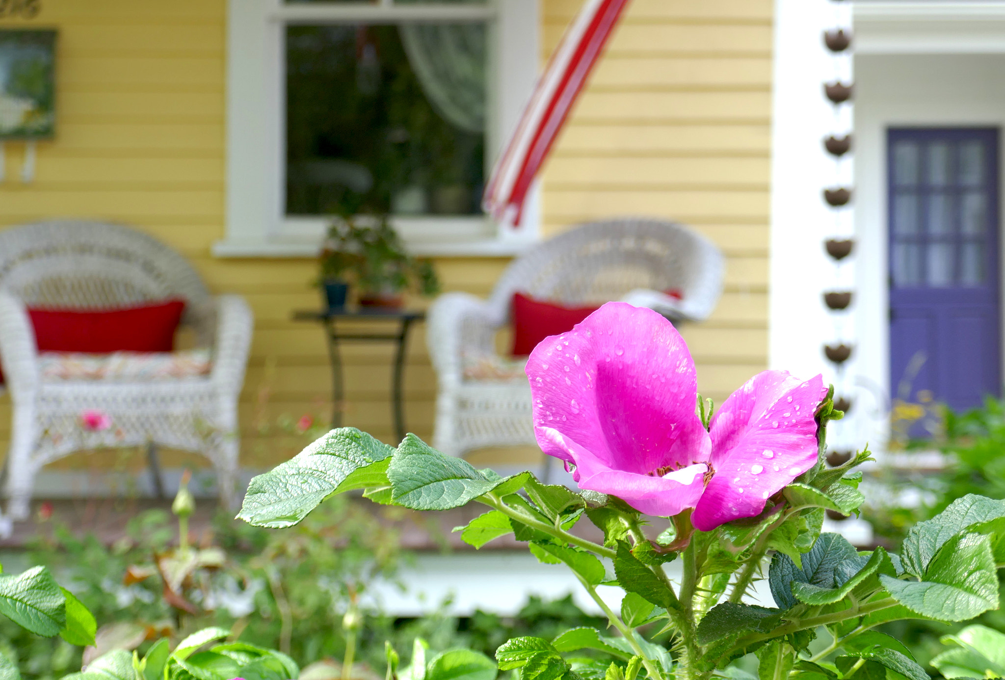 Panasonic Lumix DMC-ZS100 (Lumix DMC-TZ100) sample photo. A beautiful flower photography