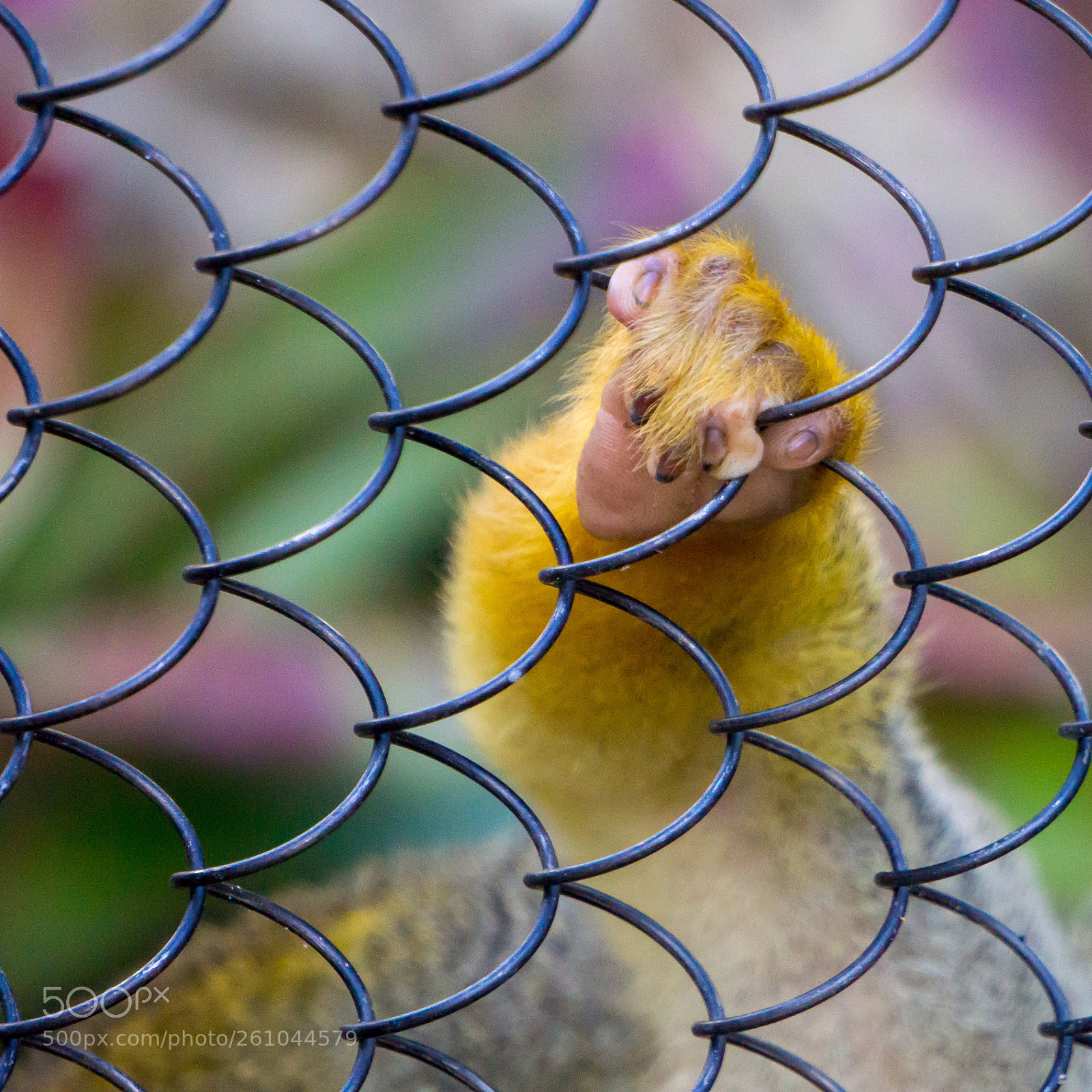 Sony a6000 sample photo. Spider monkey photography