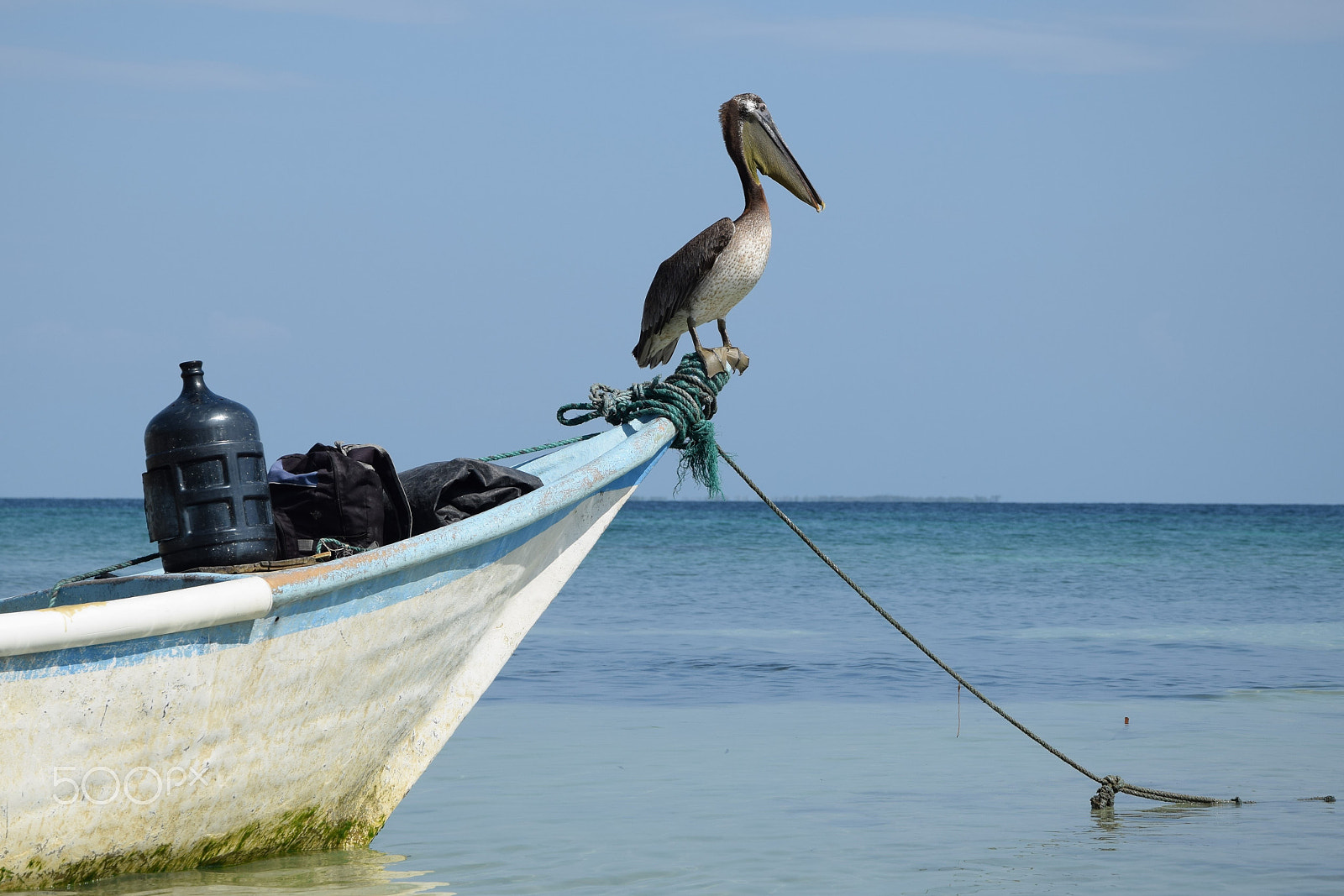 Nikon D5300 sample photo. A pelican in a boat photography