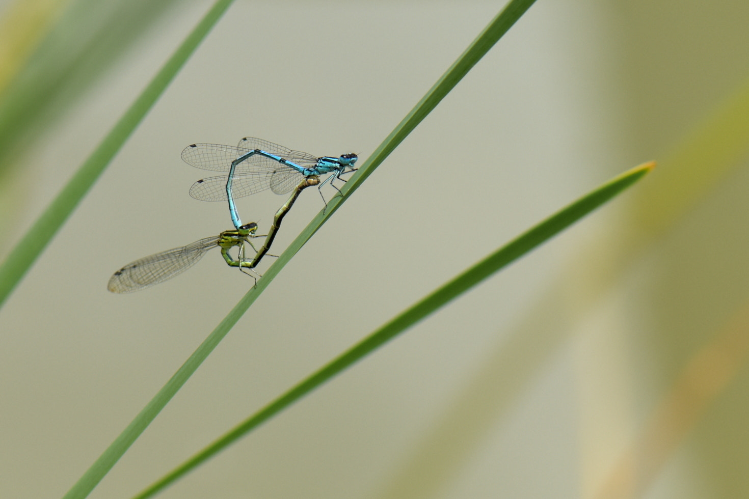 Nikon AF-S Micro-Nikkor 105mm F2.8G IF-ED VR sample photo. Agrion jouvencelle photography