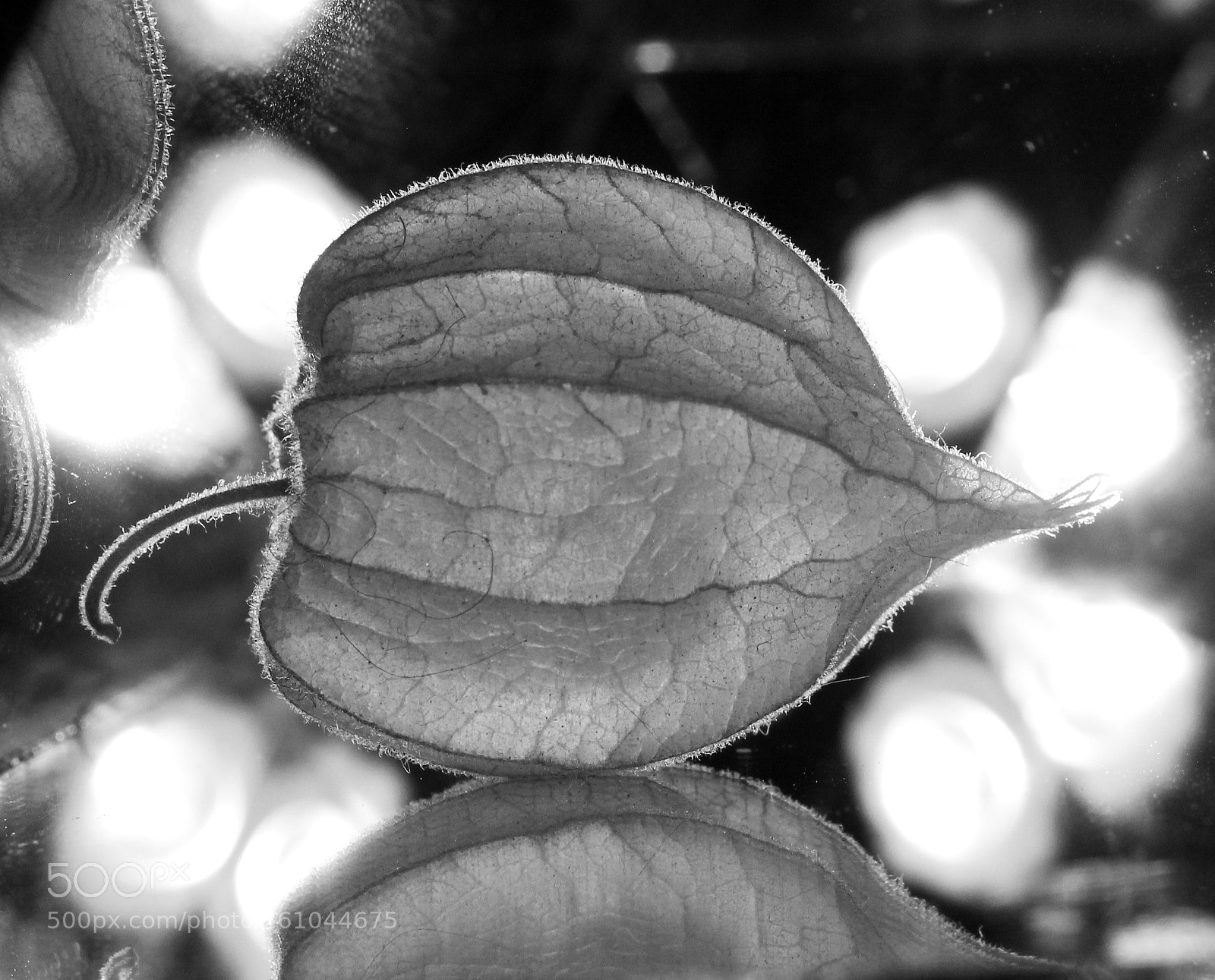 Canon EOS 1100D (EOS Rebel T3 / EOS Kiss X50) sample photo. Aguaymanto photography