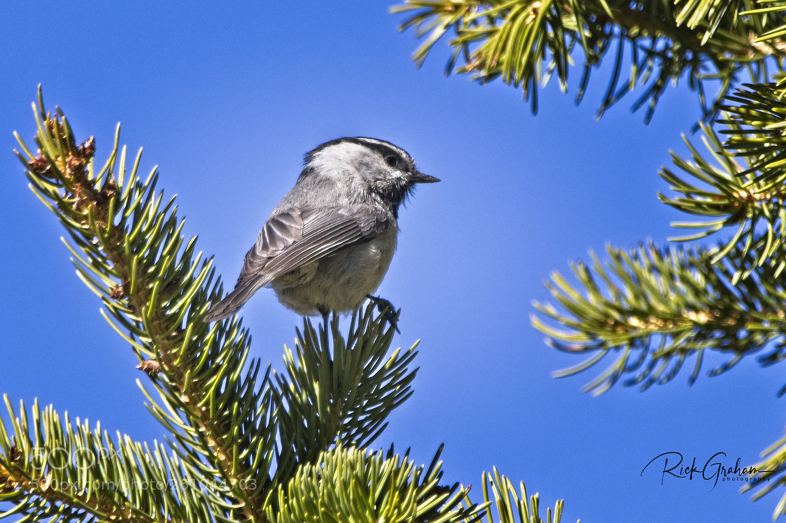 Canon EOS 80D sample photo. Mountain chickadee photography