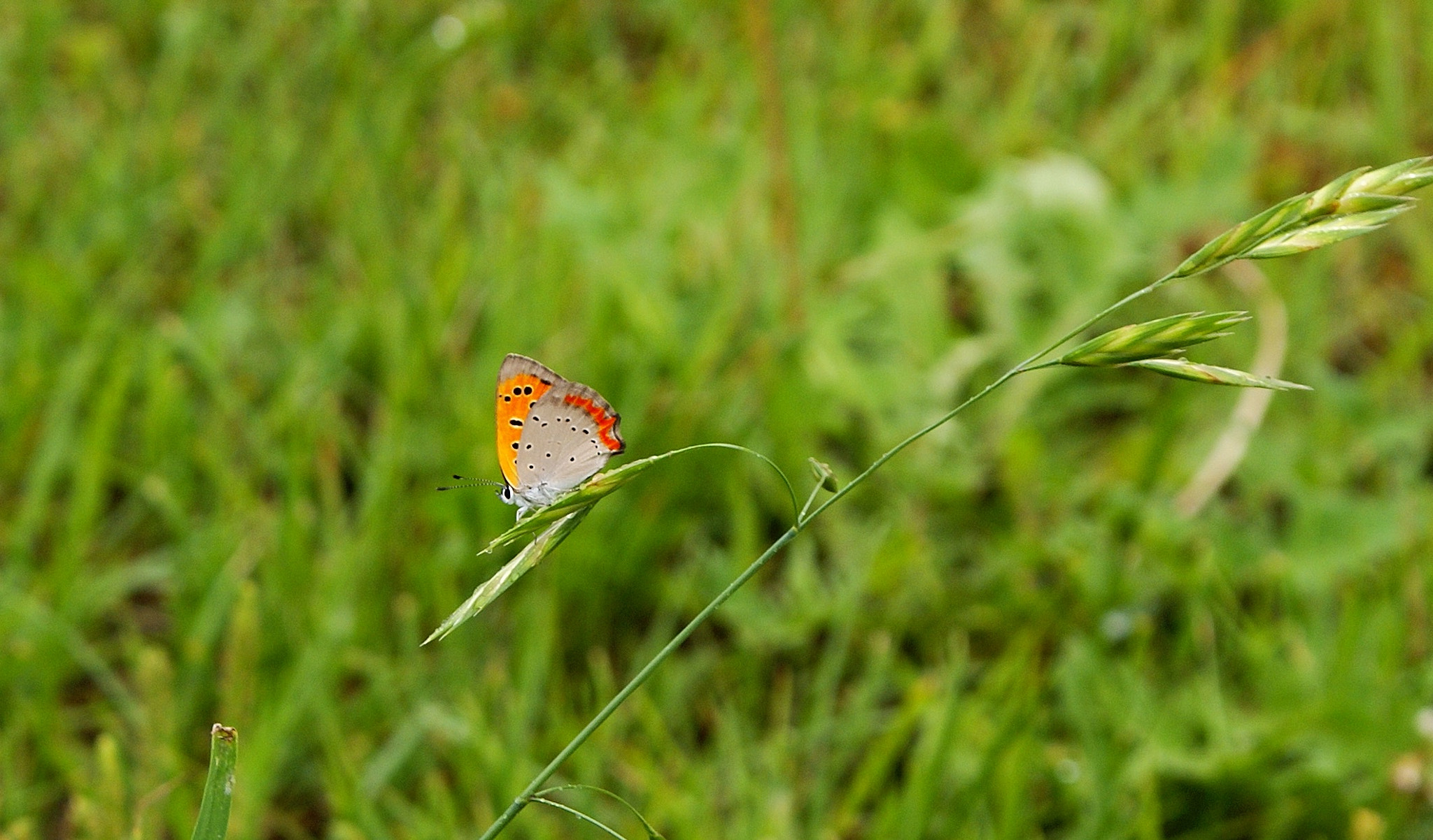 Sony Alpha DSLR-A100 sample photo. Lycaena photography