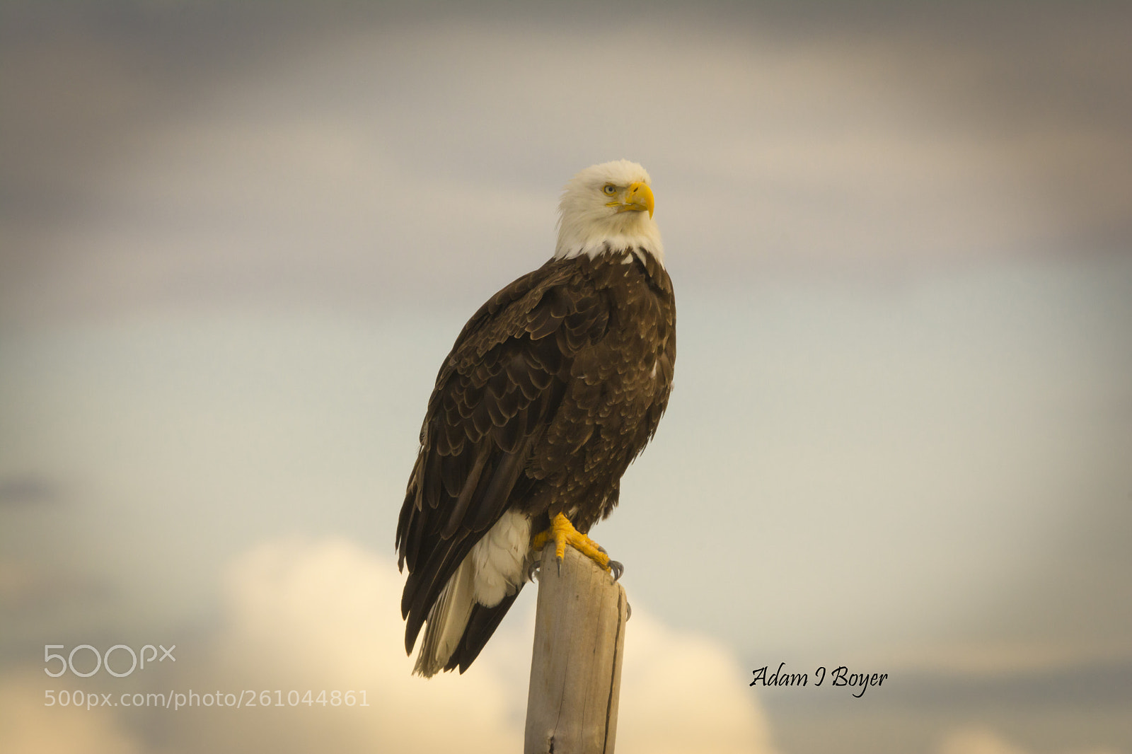 Nikon D7100 sample photo. Eagle photography