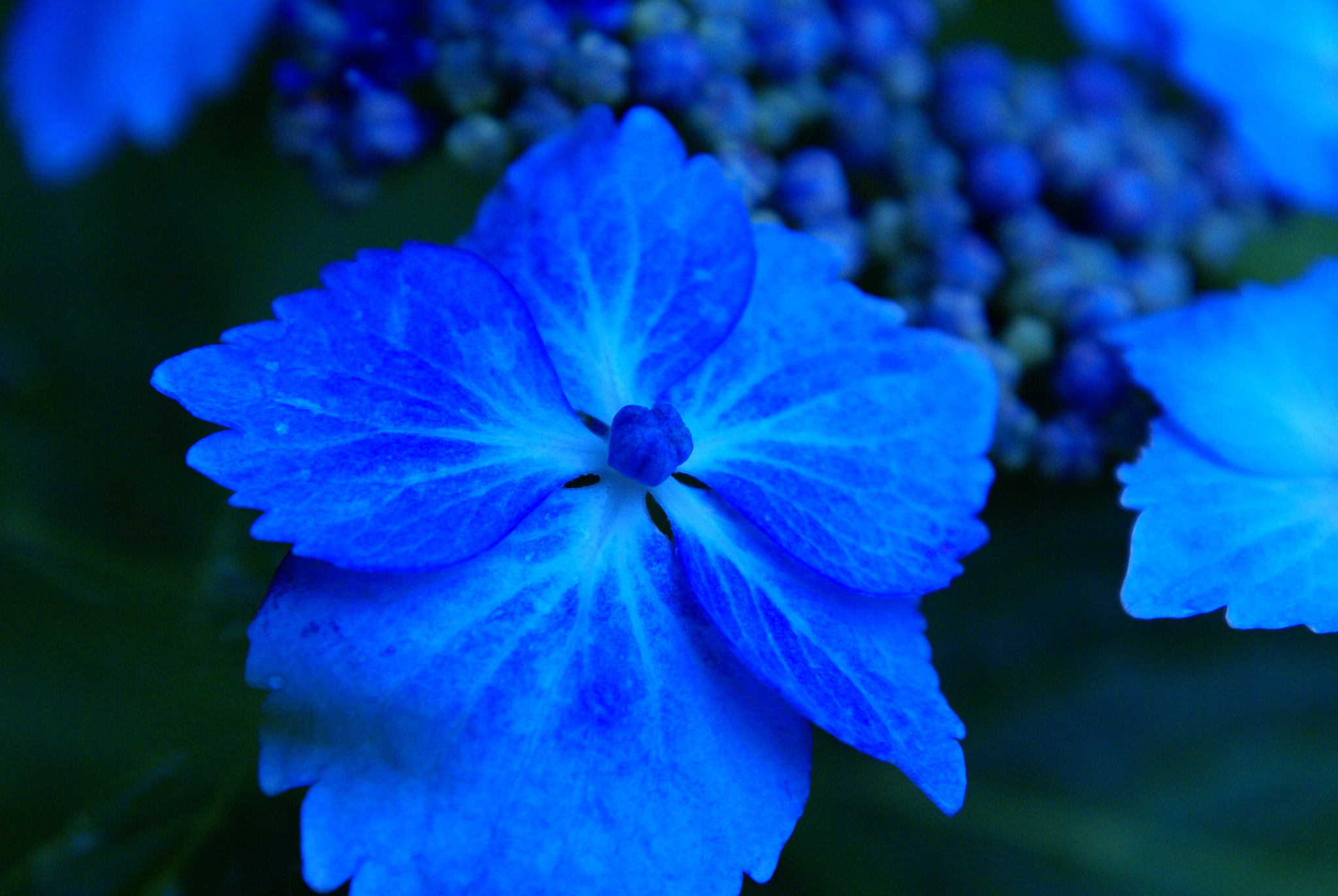 Sony Alpha DSLR-A100 sample photo. Hydrangea photography