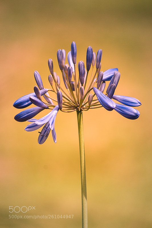 Nikon D3100 sample photo. Blue head photography