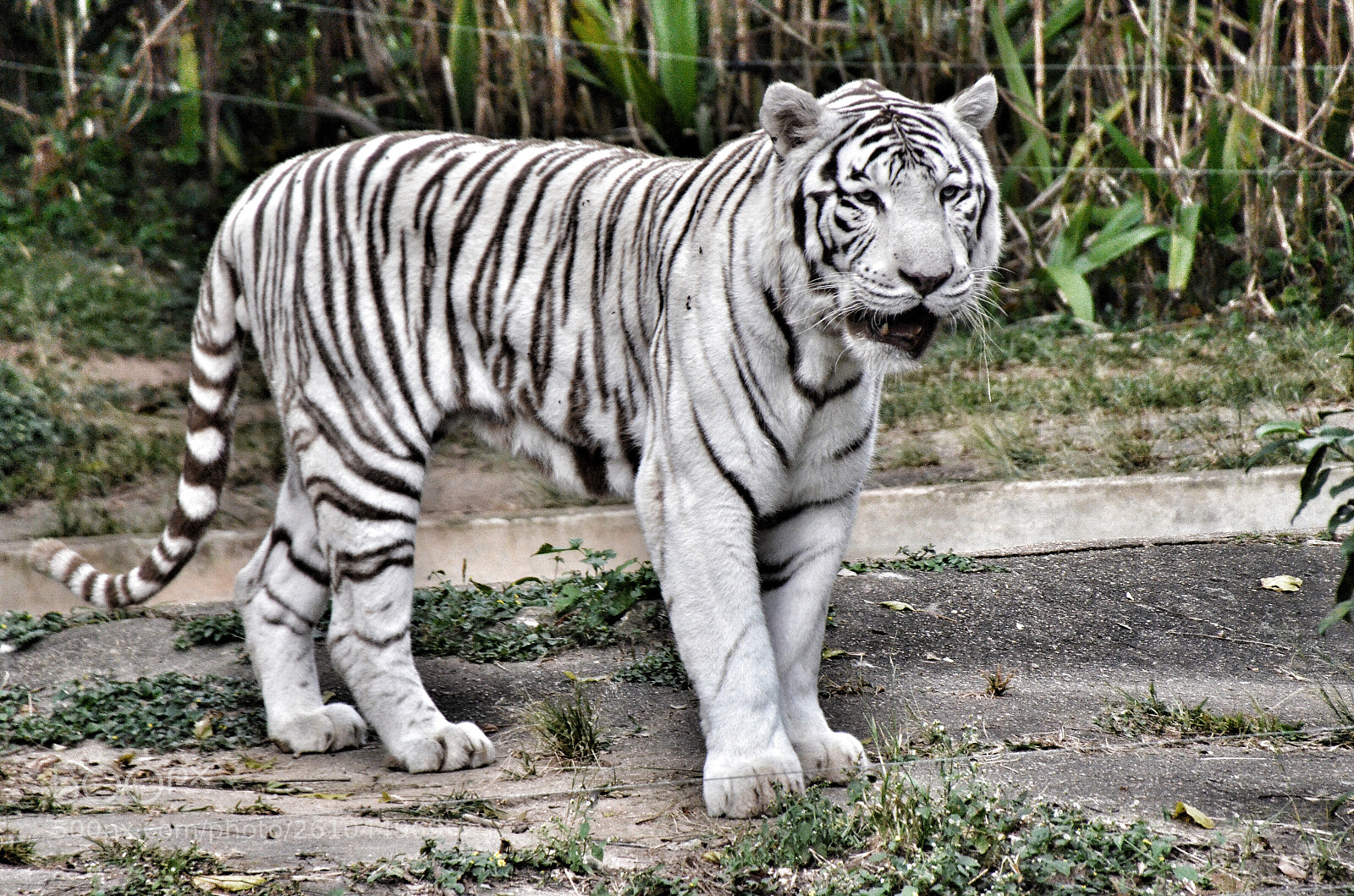 Nikon D7000 sample photo. Zoo sampa photography