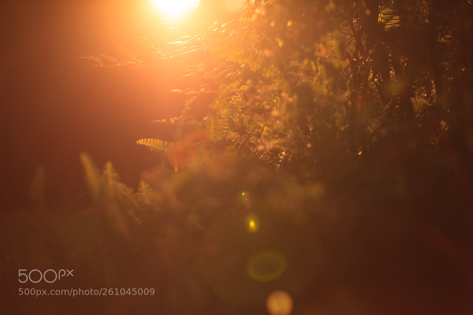 Canon EOS 5D Mark II sample photo. Heavenly :) photography