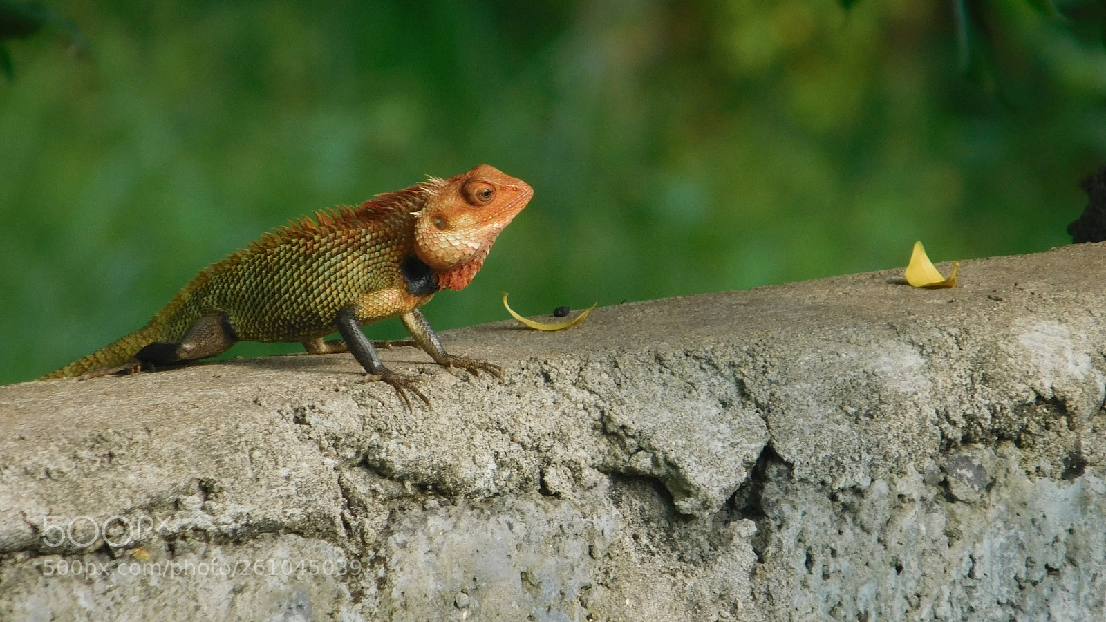 Nikon Coolpix L840 sample photo. Lizard photography