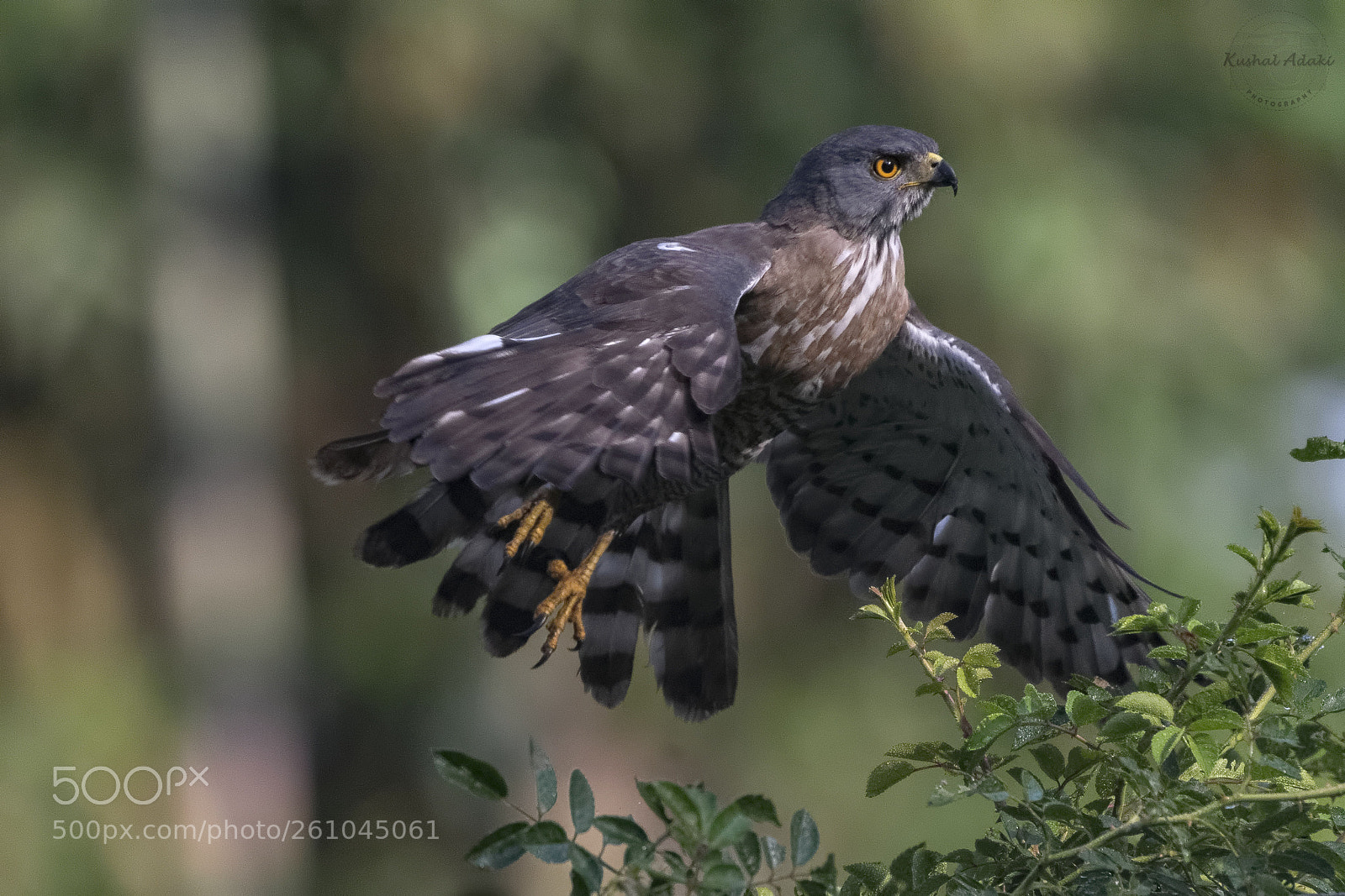 Nikon D500 sample photo. Crested goshawk (take off) photography
