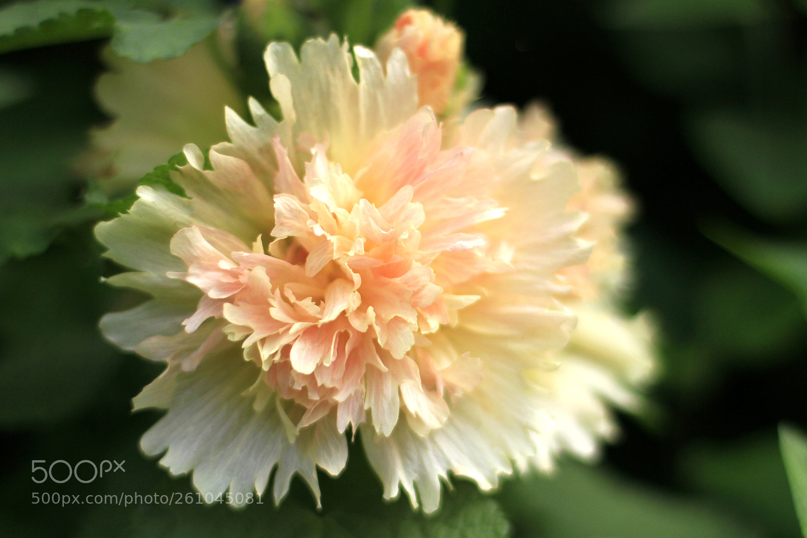 Canon EOS 7D sample photo. Tenderness photography