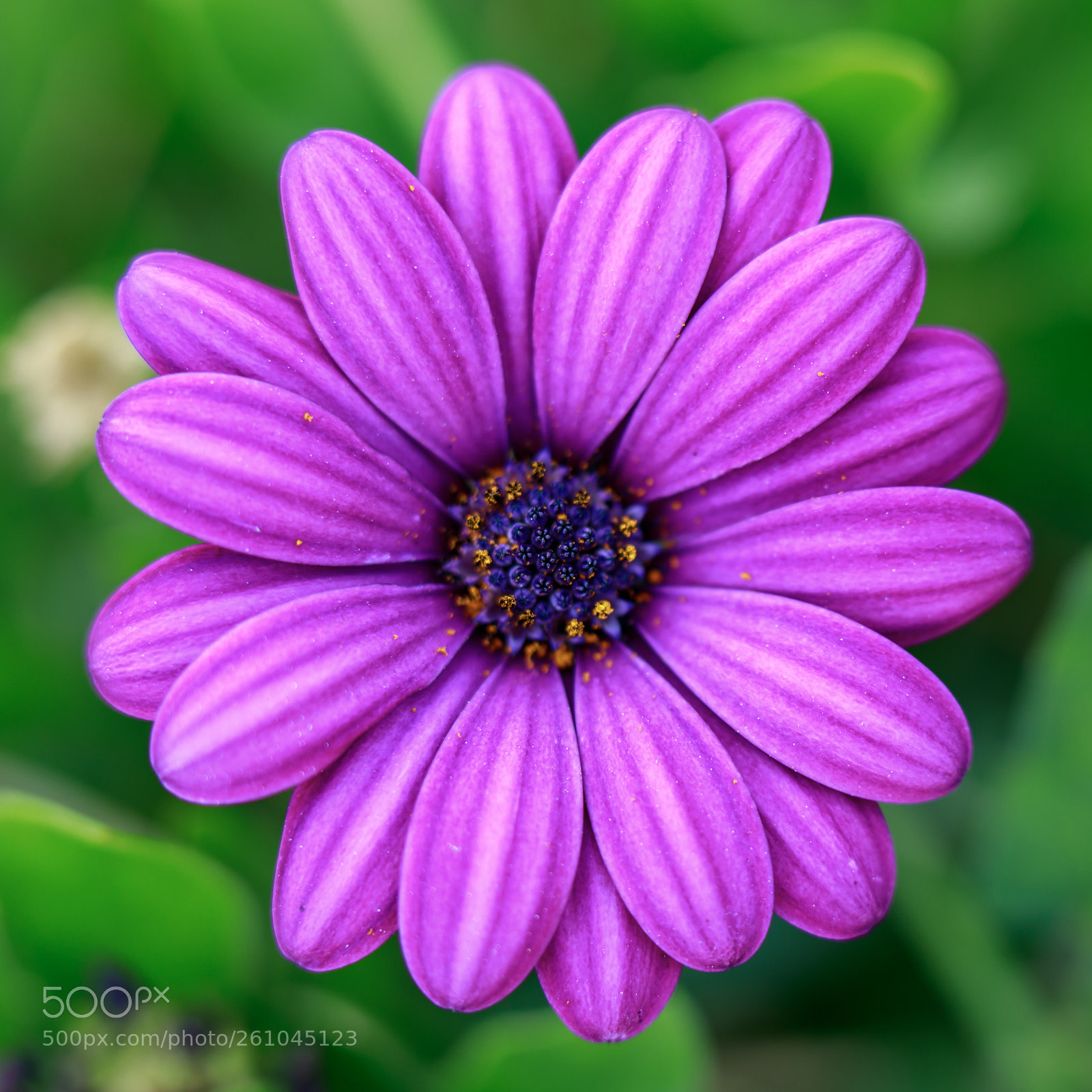 Canon EOS 5D Mark IV sample photo. Purple flower macro photography