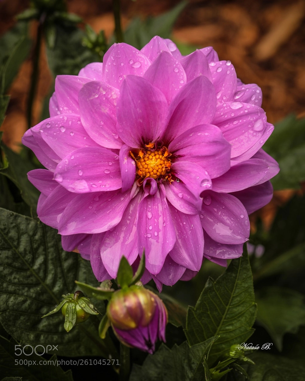 Canon EOS 5D Mark IV sample photo. Dahlia photography