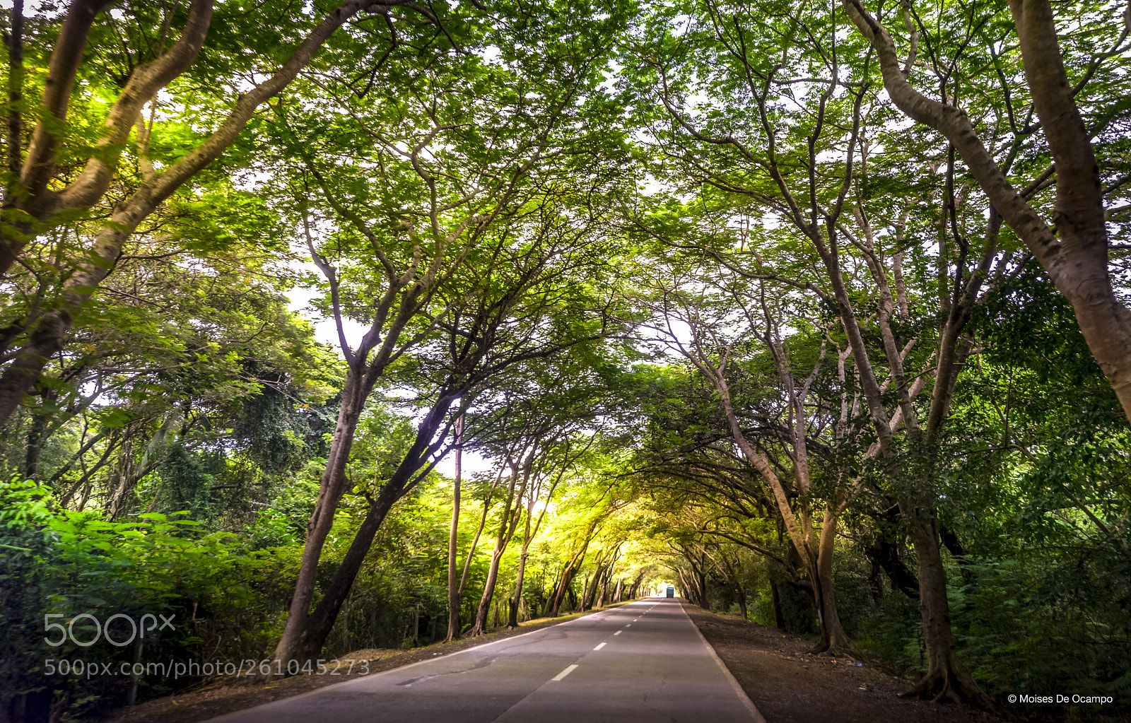 Nikon D610 sample photo. Canopy ride photography