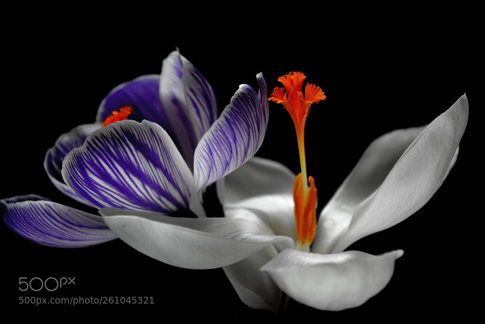 Nikon D3100 sample photo. Spring photography