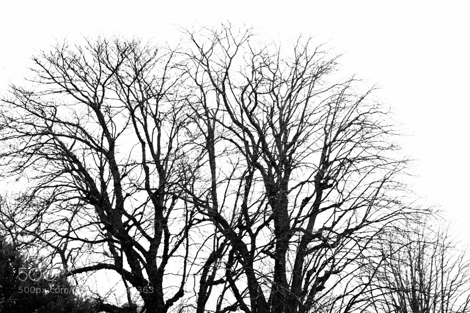 Nikon D7200 sample photo. #bnwphotography #bnw #blackandwhite photography