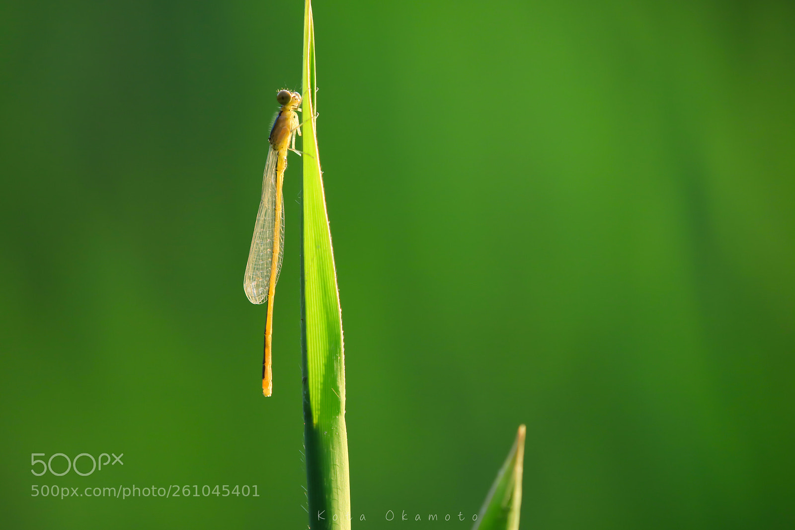 Canon EOS M3 sample photo. Beautiful dragonfly photography