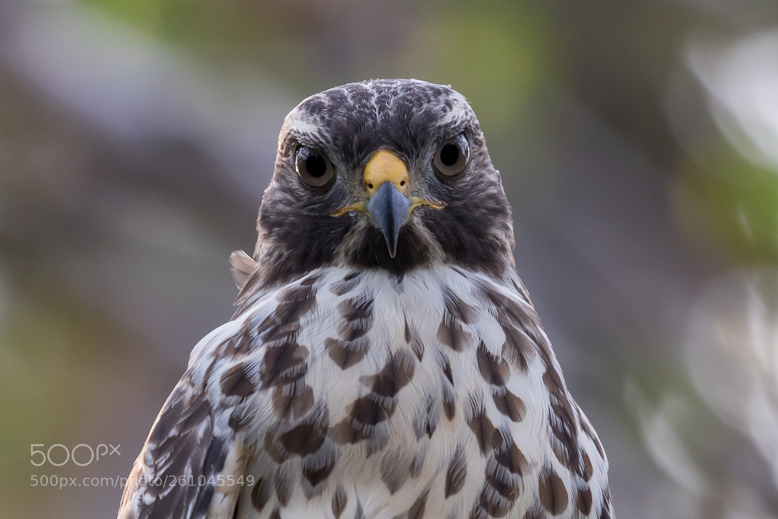 Canon EOS 5D Mark IV sample photo. Hawk photography
